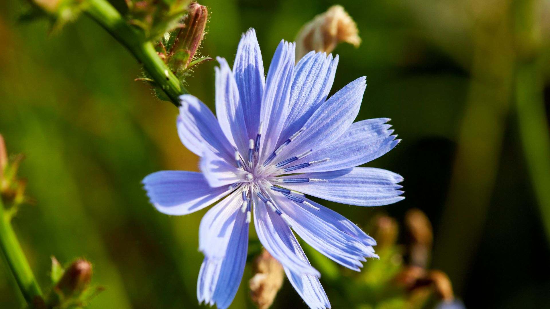 a close up of a blue flower in a field