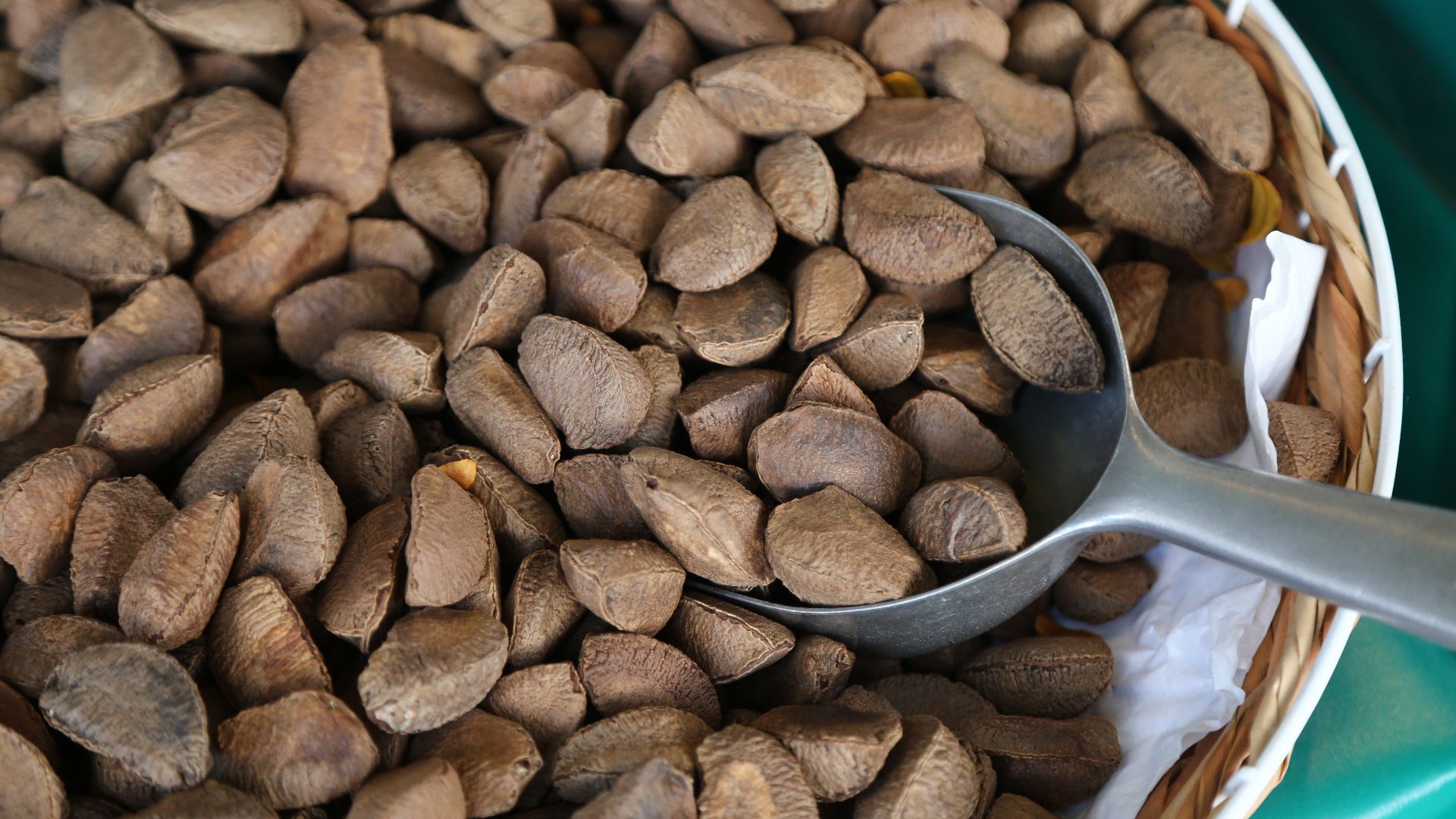 File:Brazil nuts 9576.jpg
