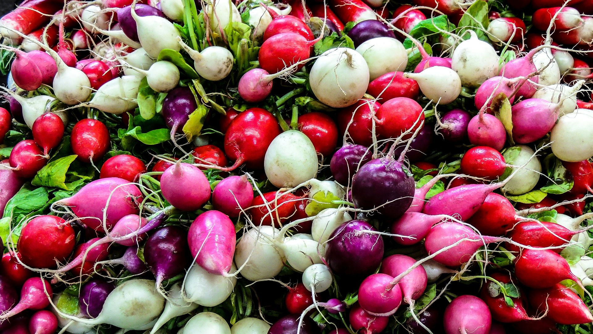 bunch of white, red and purple radishes