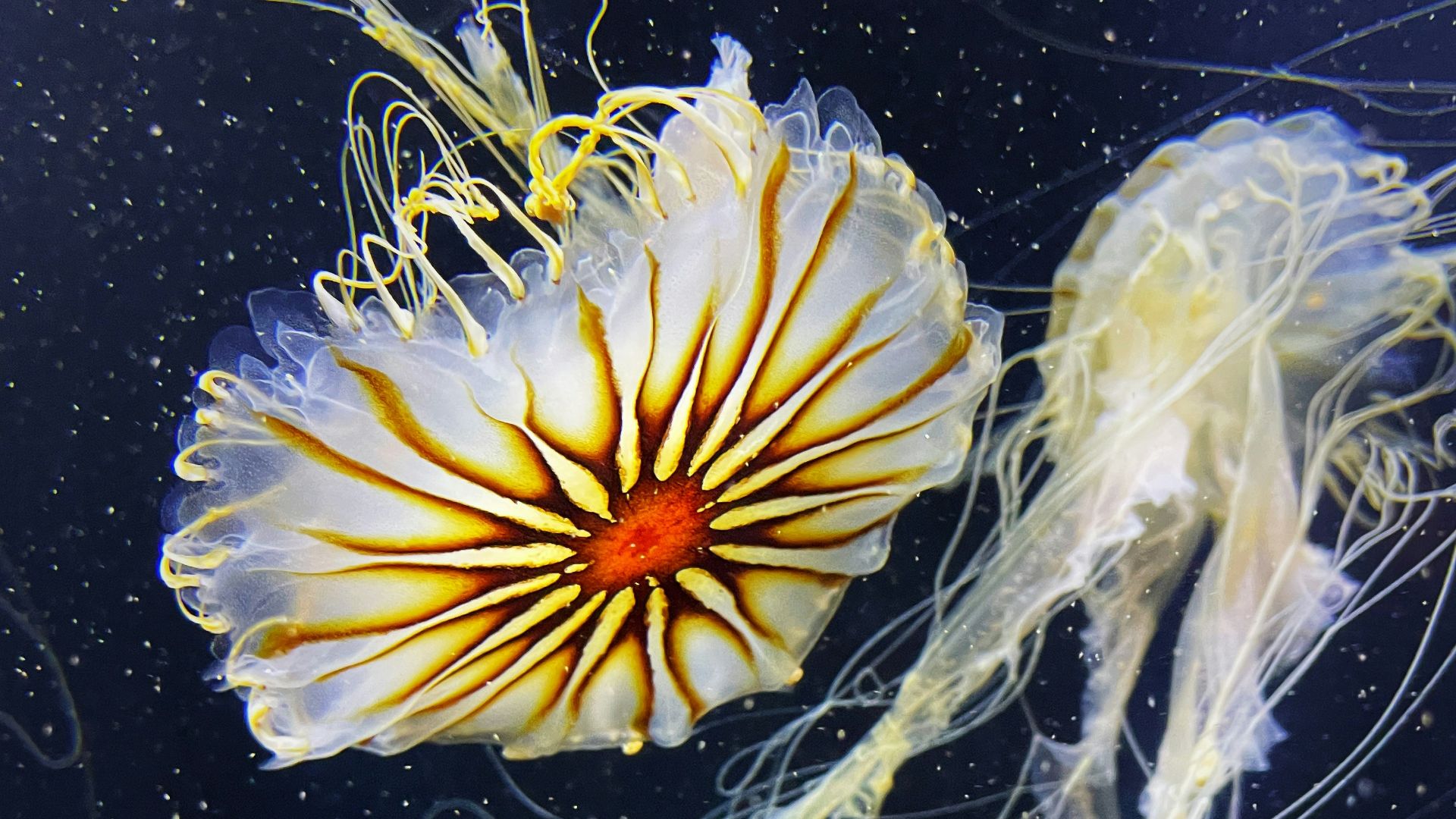 a close up of a jellyfish in a tank