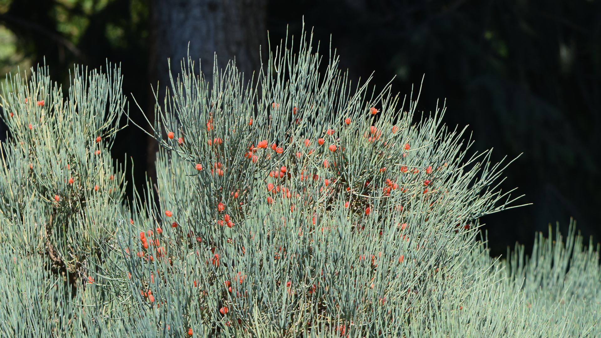 File:Ephedra gerardiana kz02.jpg