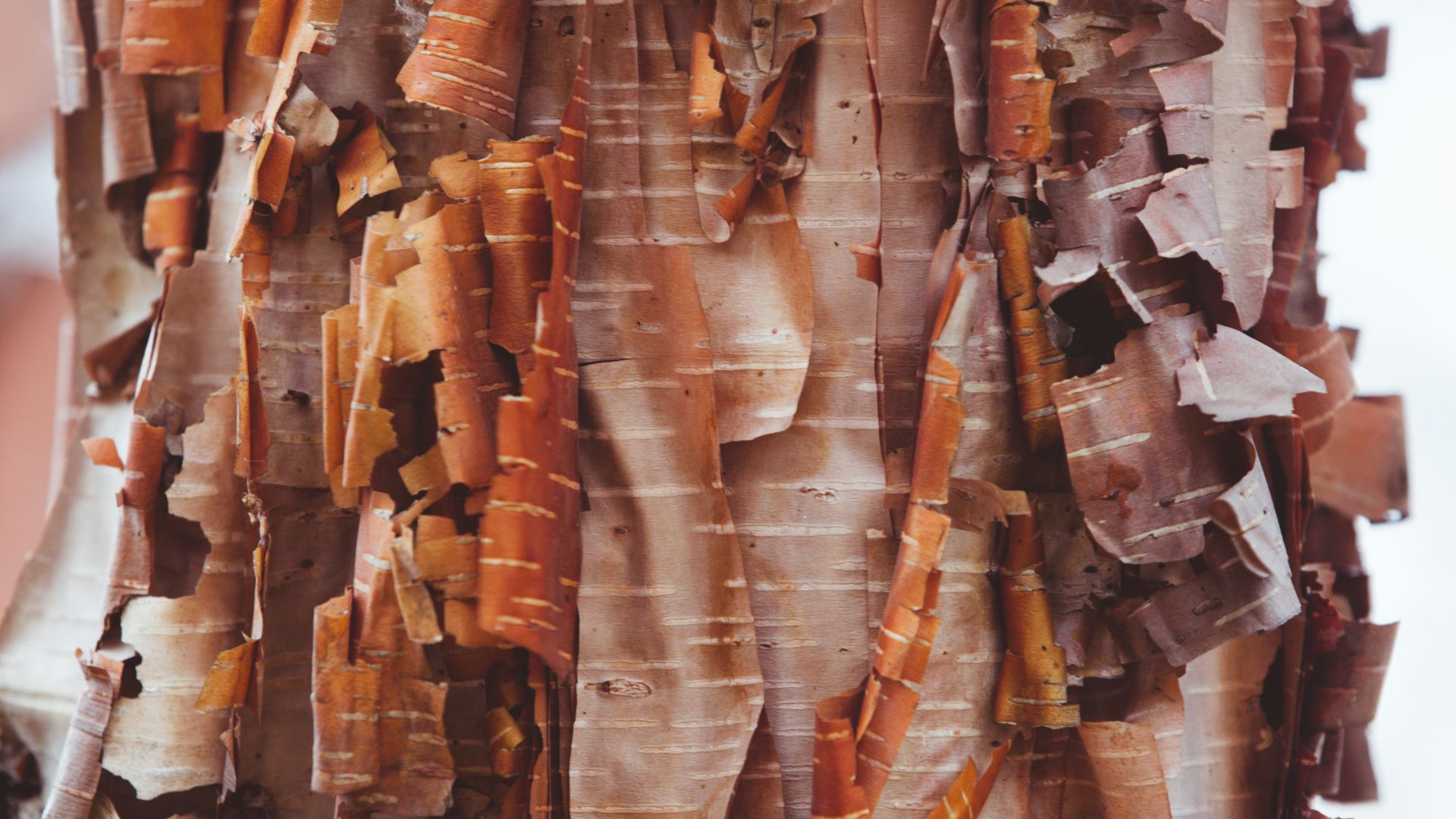 brown and white abstract painting