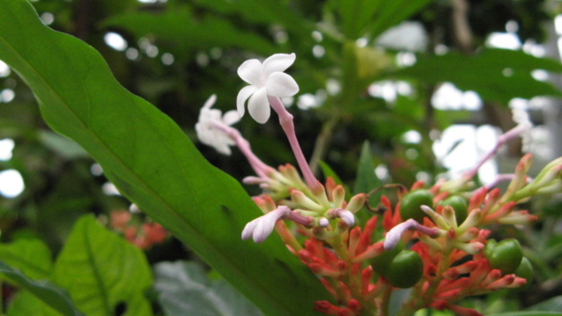 File:Rauwolfia serpentina(Flower).jpg