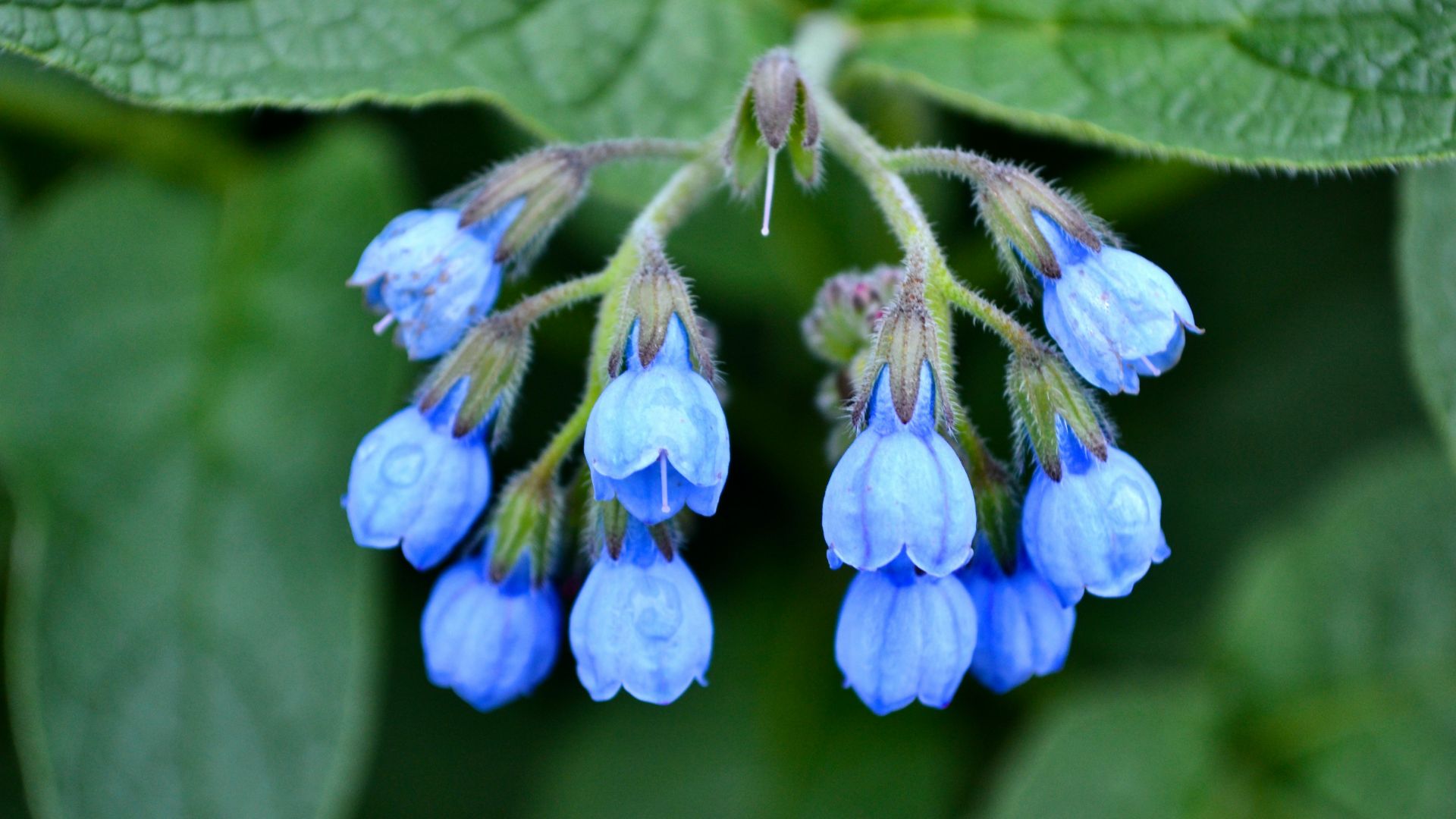 a close up of a flower