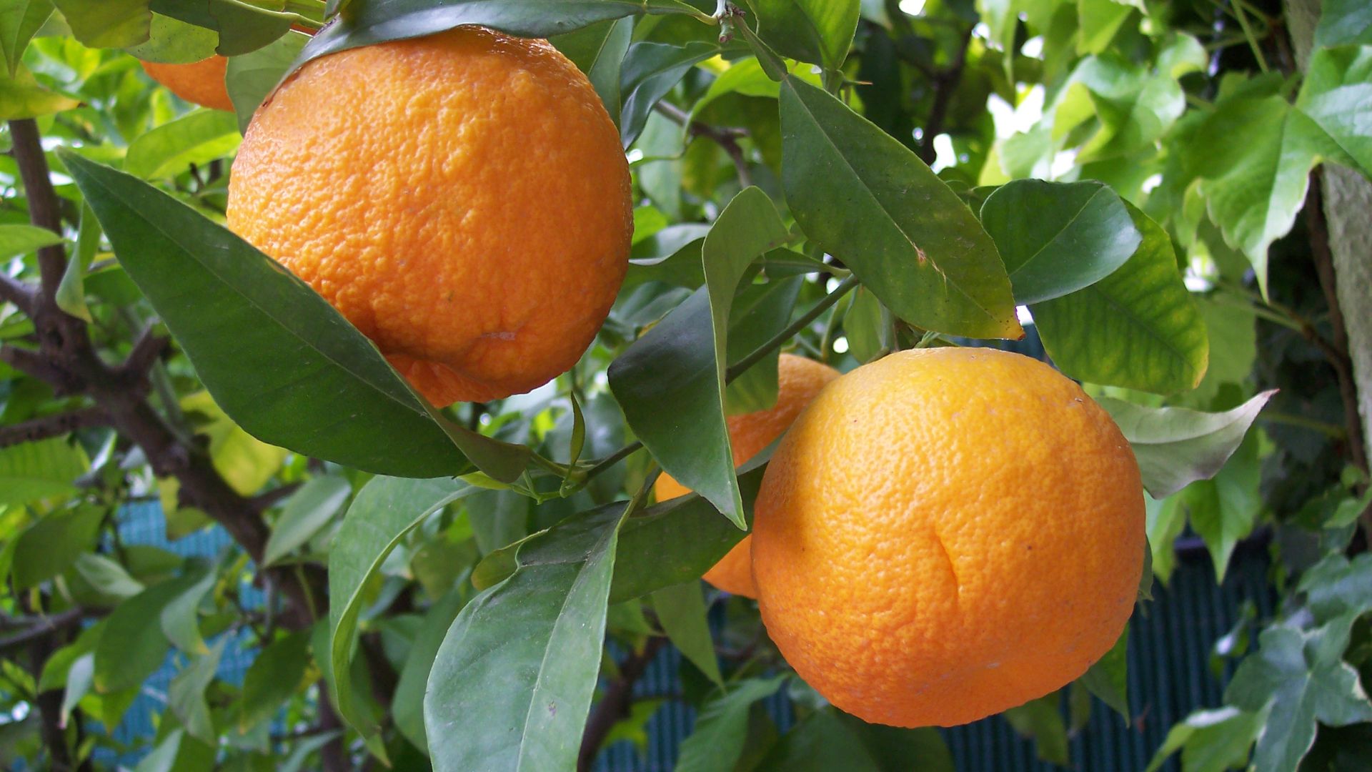 File:Citrus aurantium.jpg