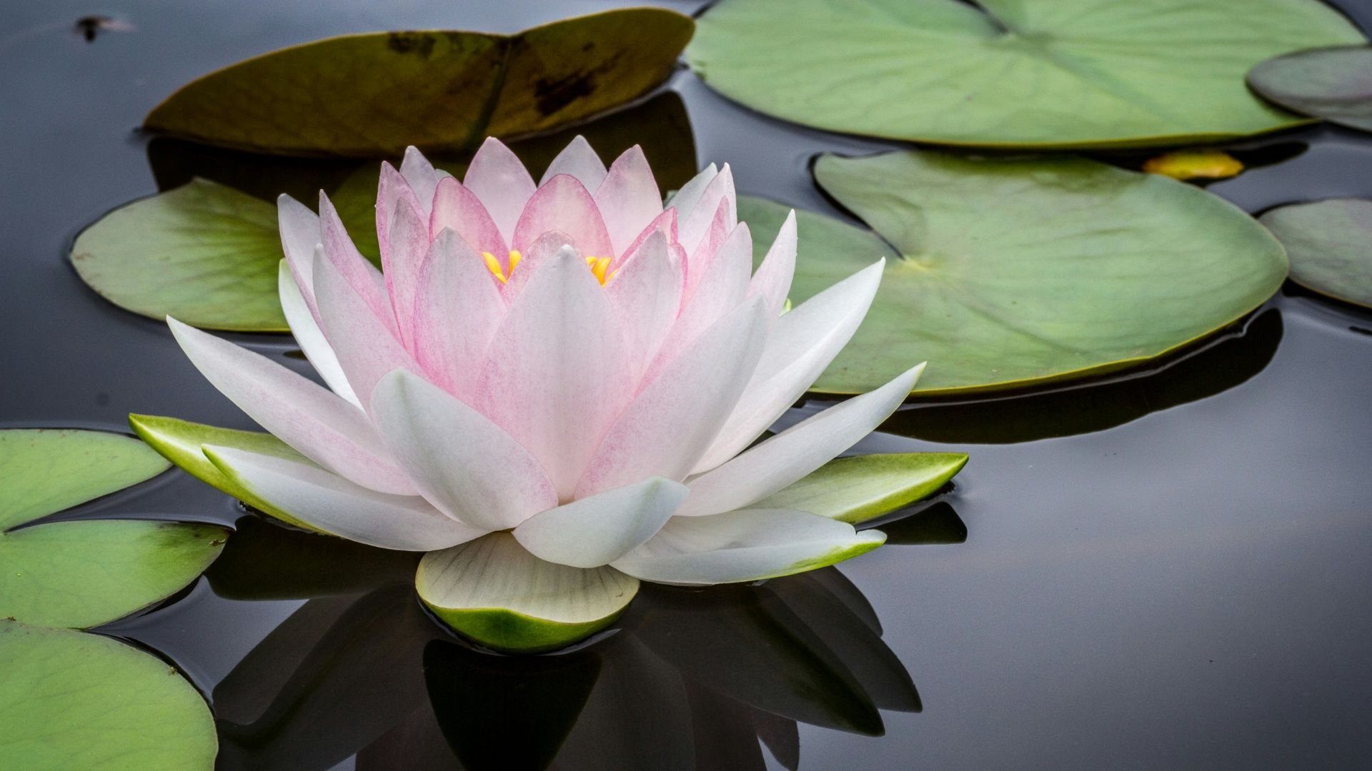 rule of thirds photography of pink and white lotus flower floating on body of water