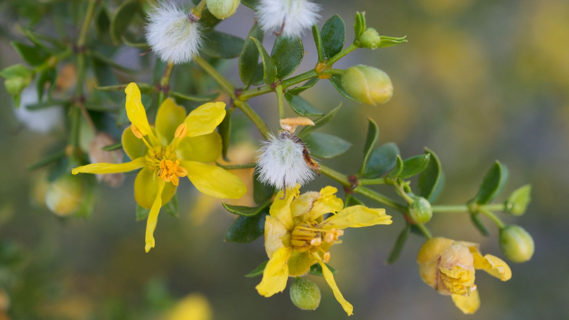 File:Larrea tridentata Furnace Creek.jpg
