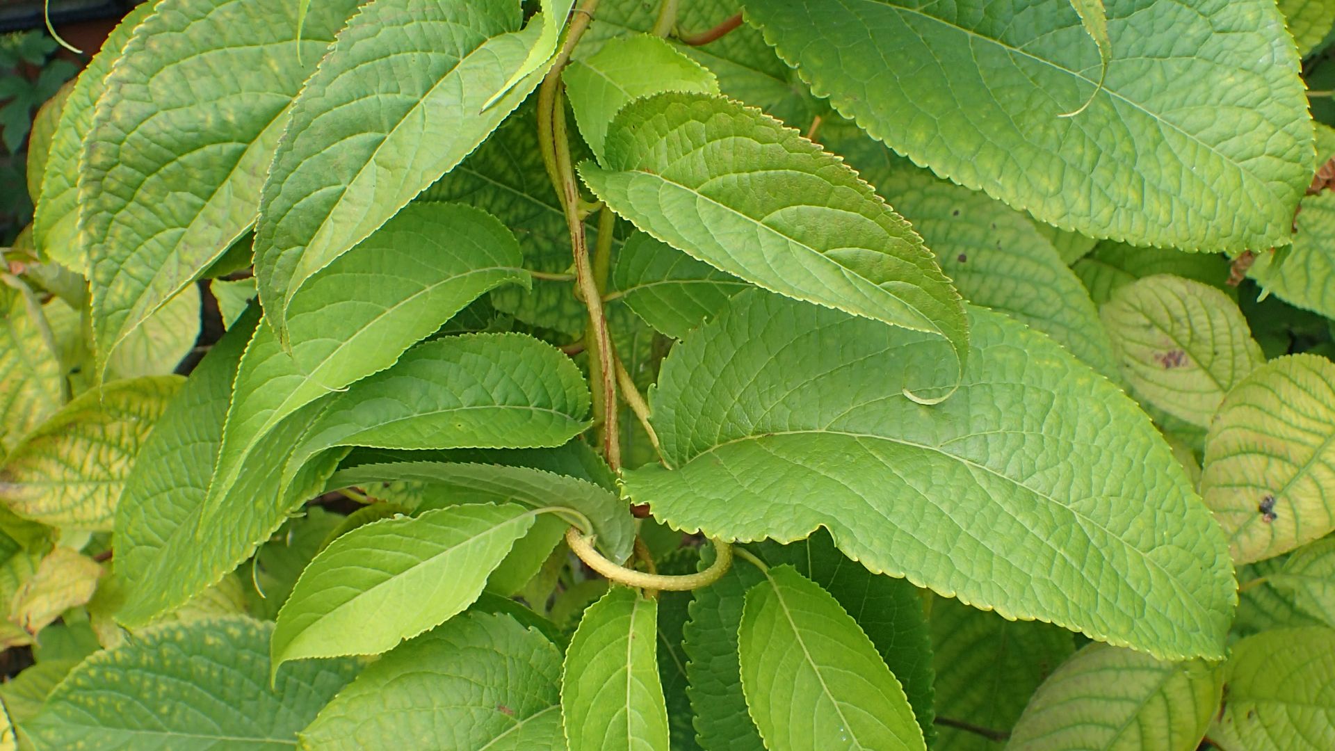 File:Tripterygium wilfordii kz02.jpg