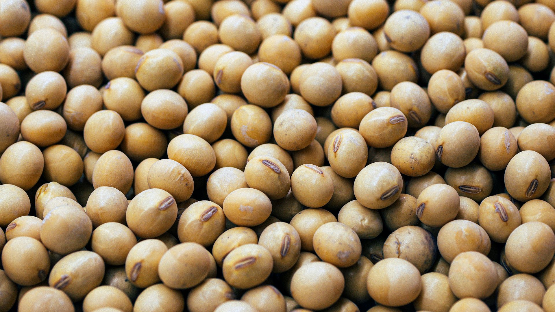 a bunch of small white balls of food