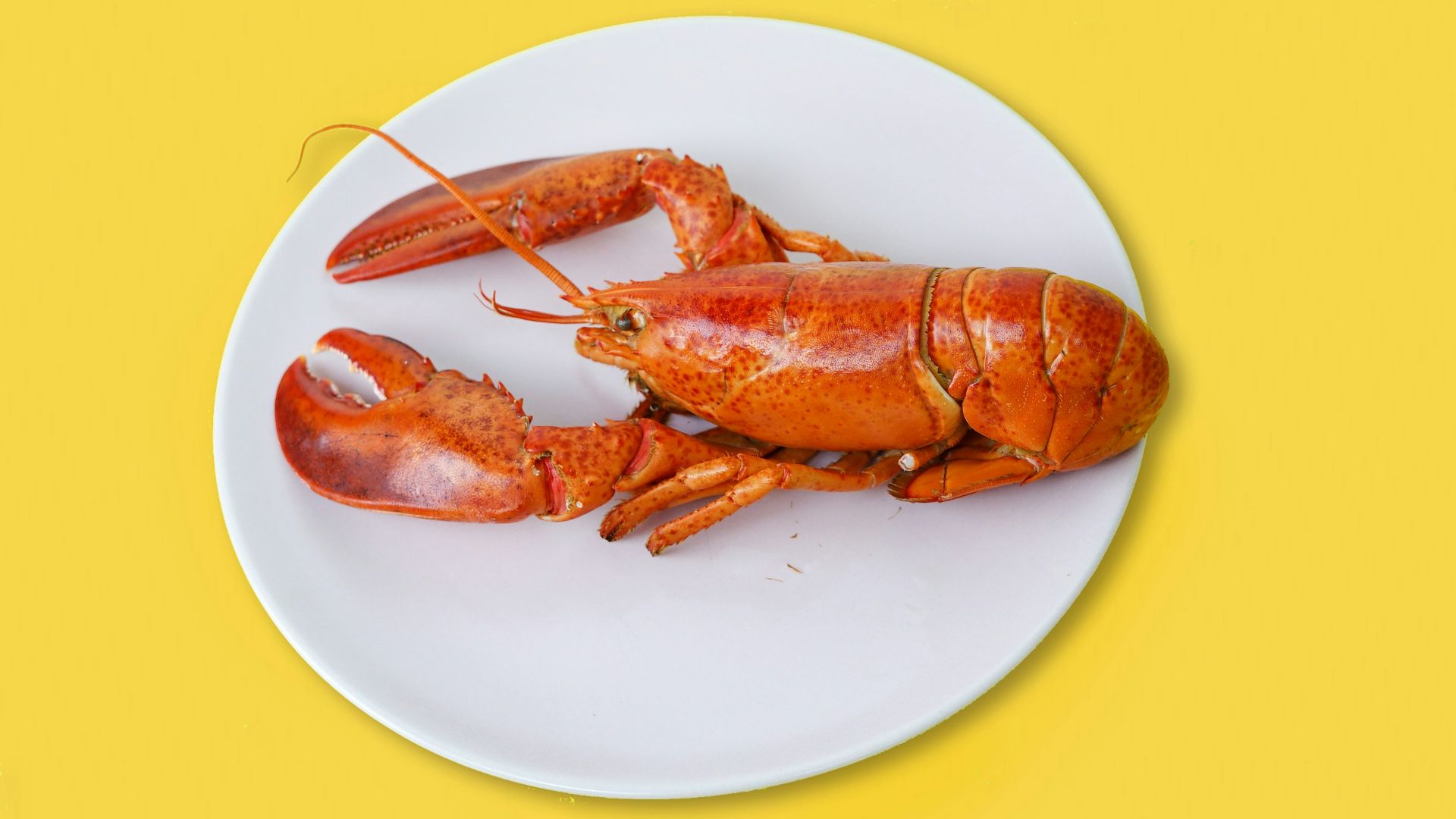 cooked lobster on ceramic plate