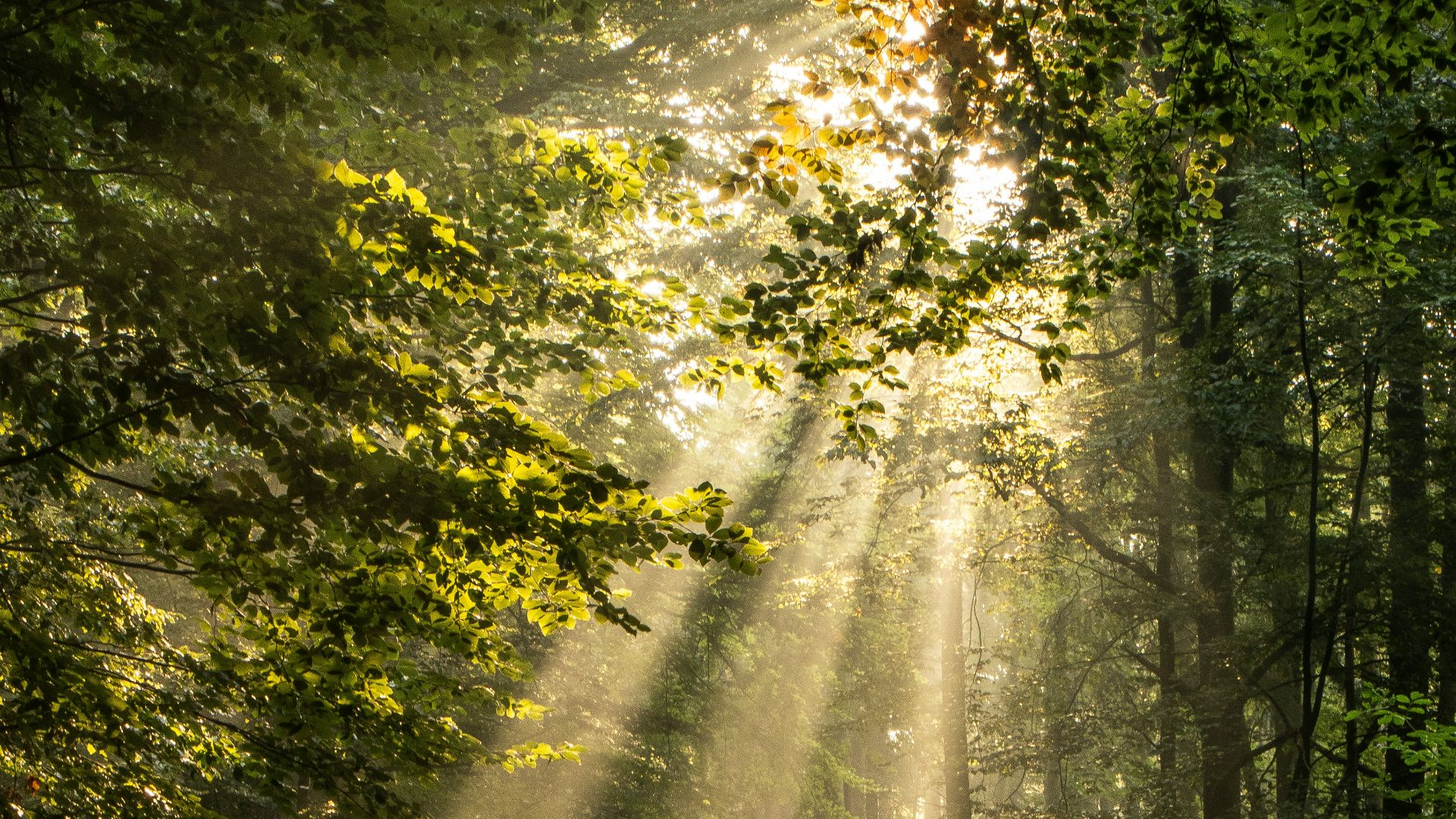 green trees on forest during daytime