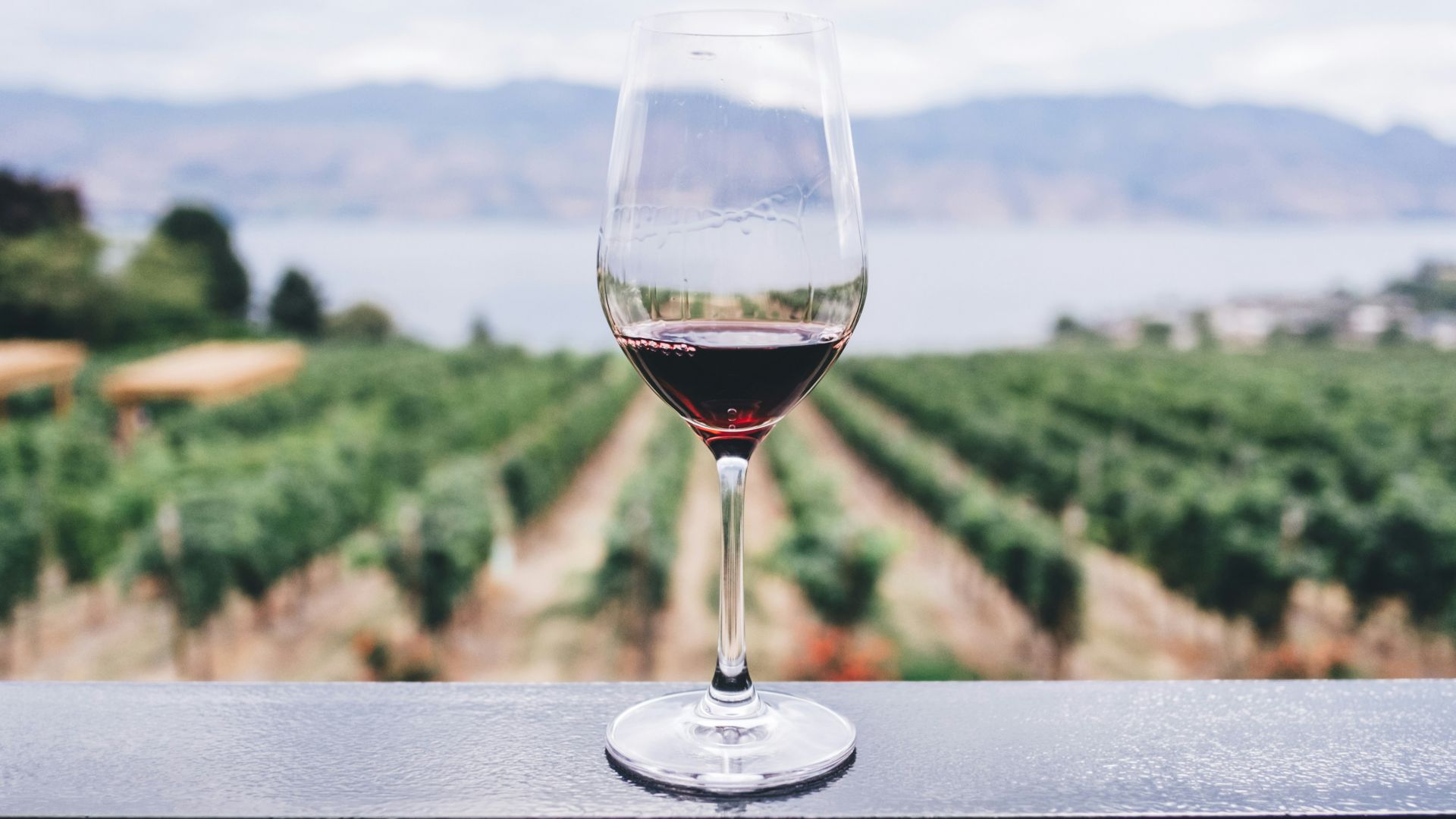 clear wine glass overlooking orchard during daytime