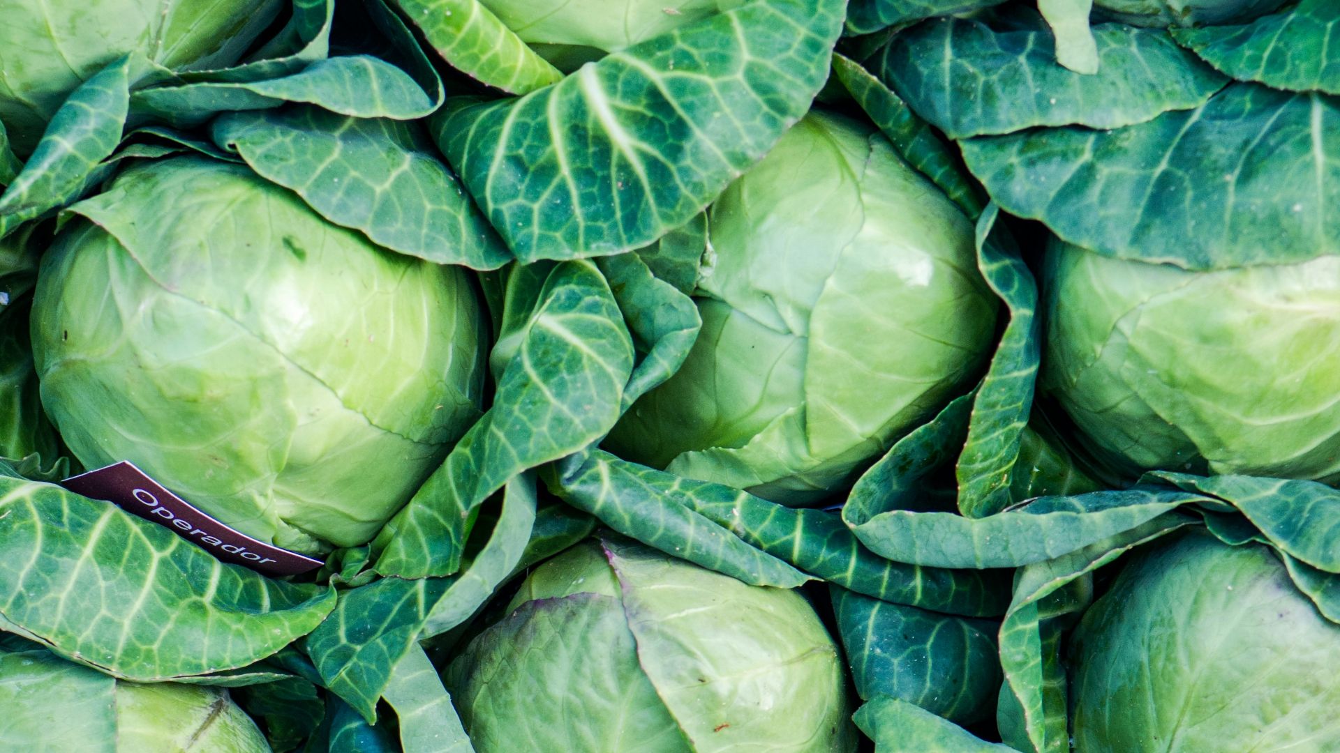 green leaves on brown soil