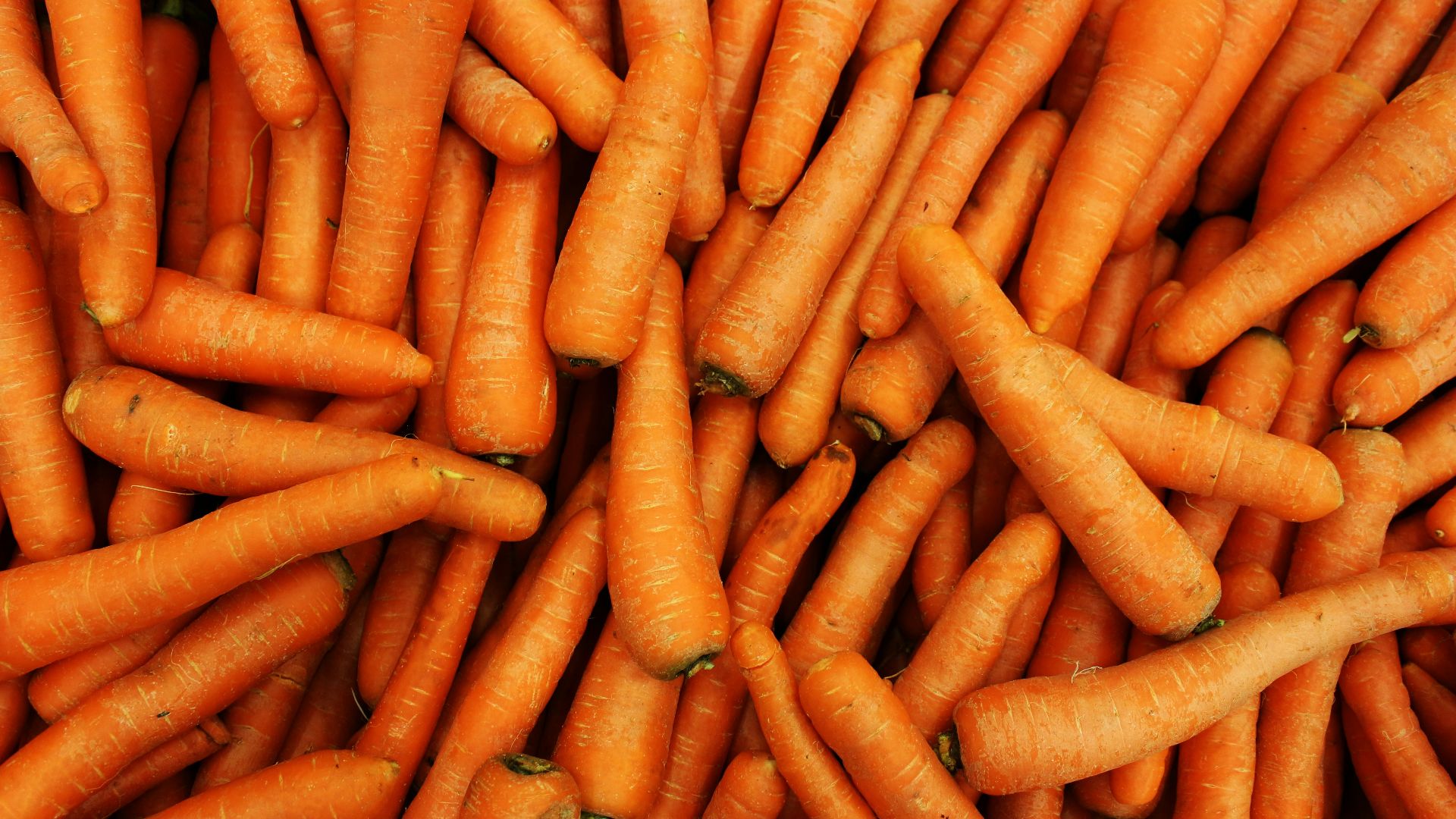 a pile of carrots