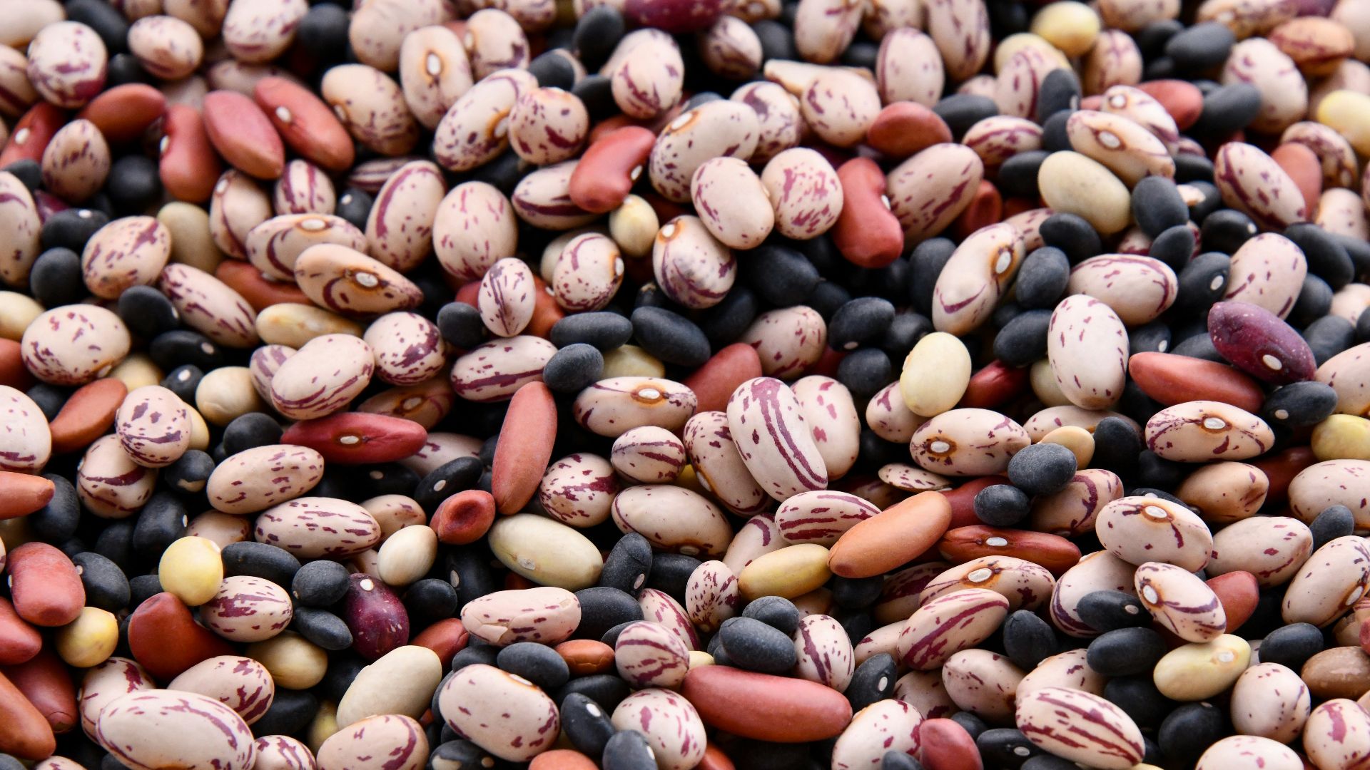 assorted-colored bean lot