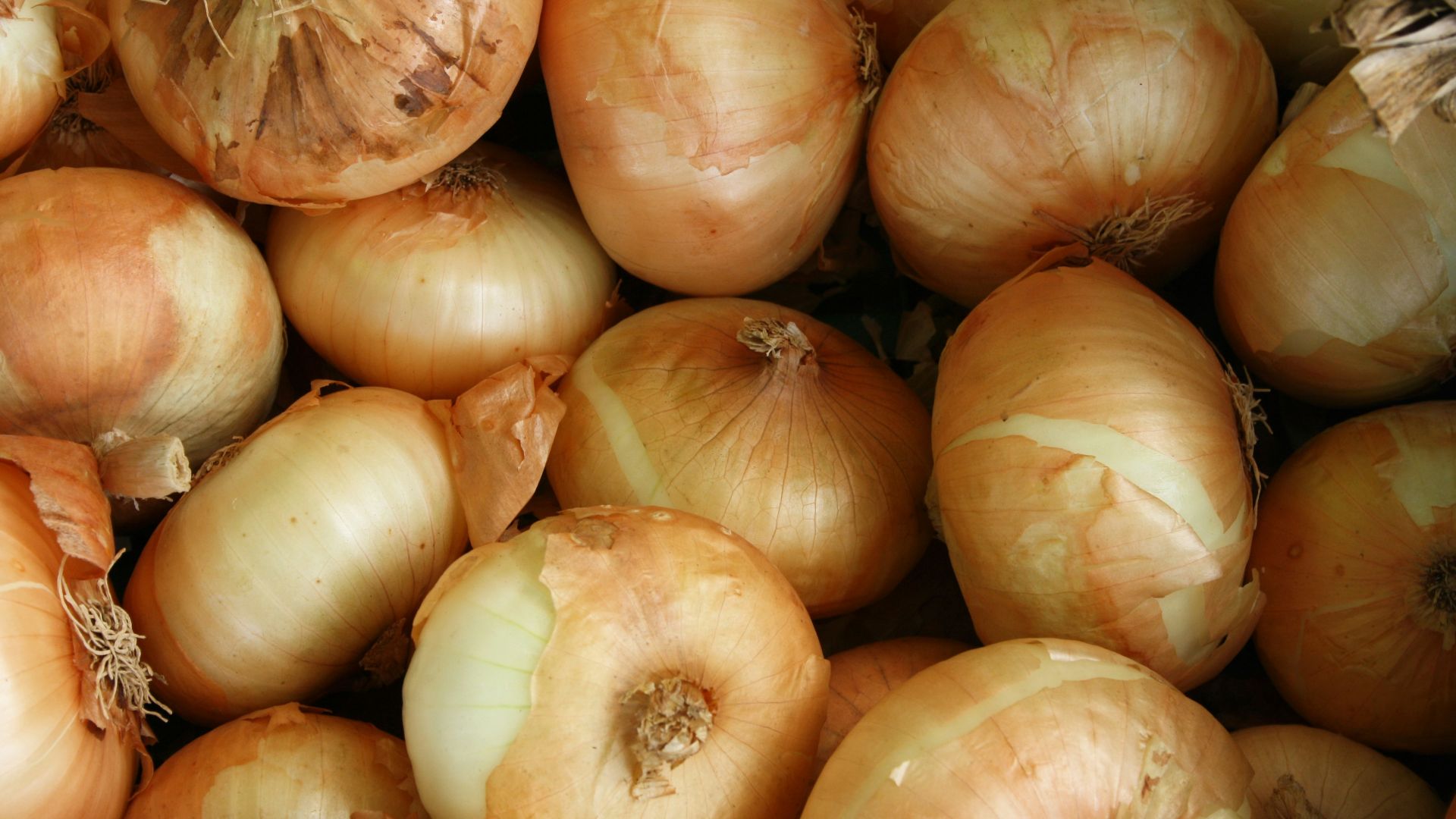 brown onion lot