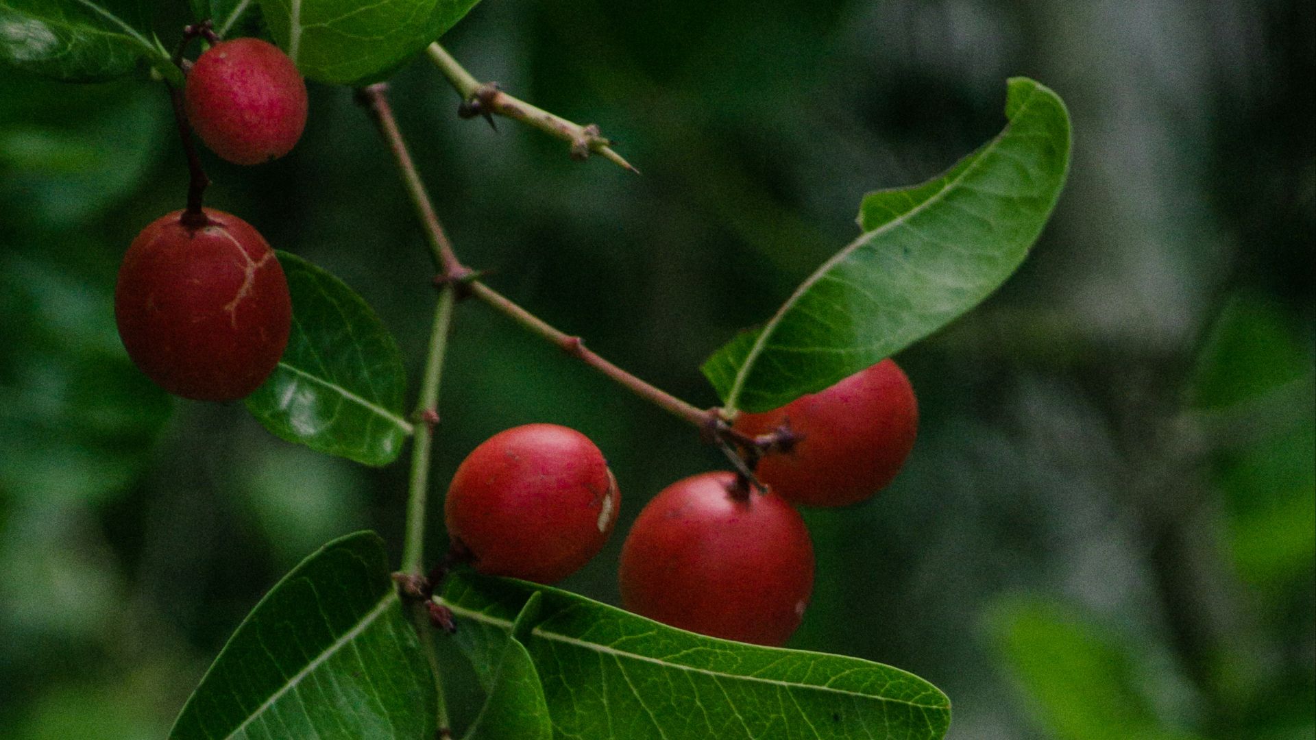 a group of red berries on a tree