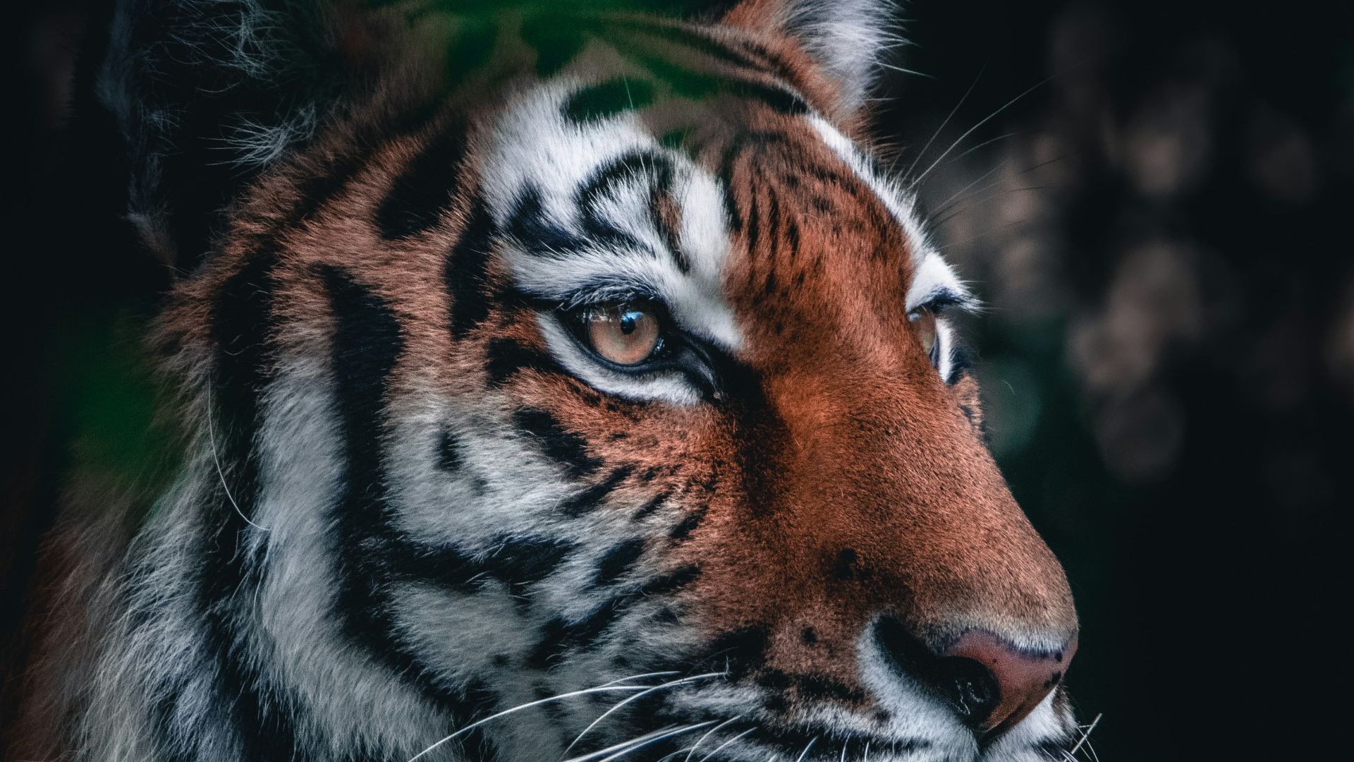 brown and black tiger in close up photography