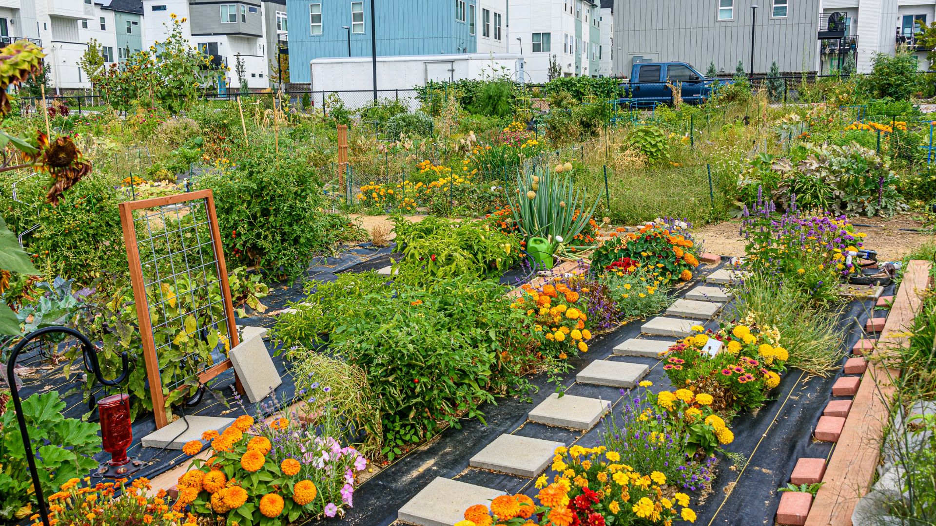 yellow flowers on the garden