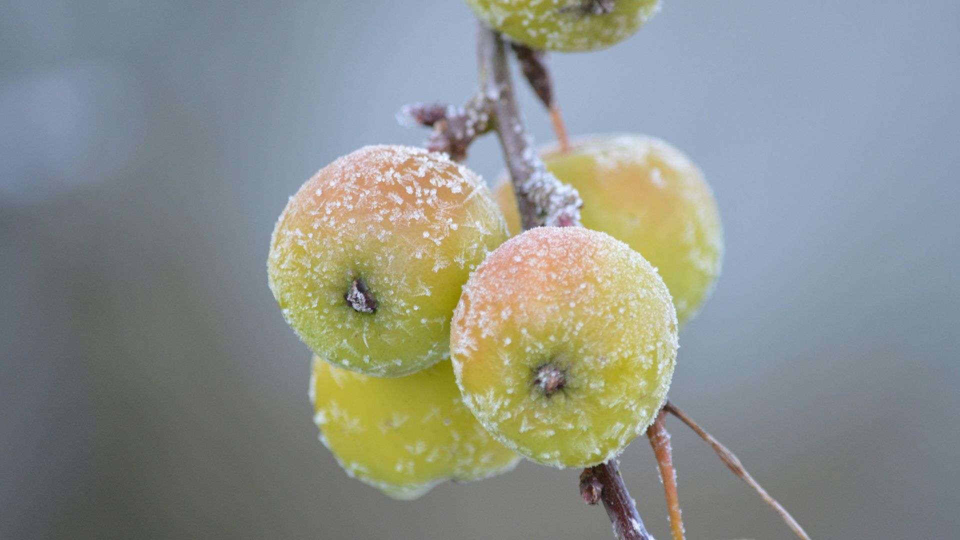 green and yellow round fruits
