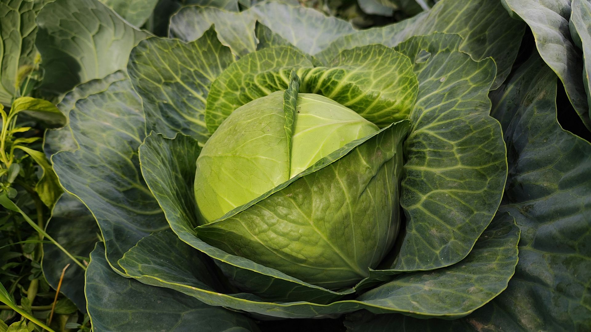 a head of cabbage growing in a garden