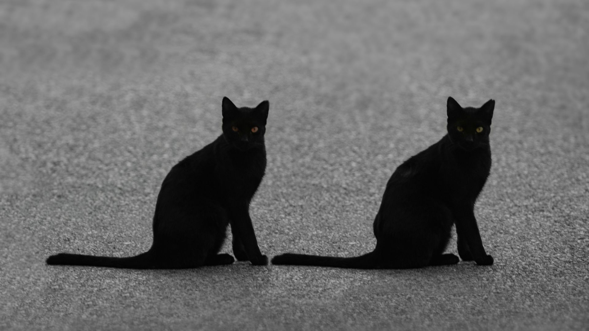 a couple of black cats sitting next to each other