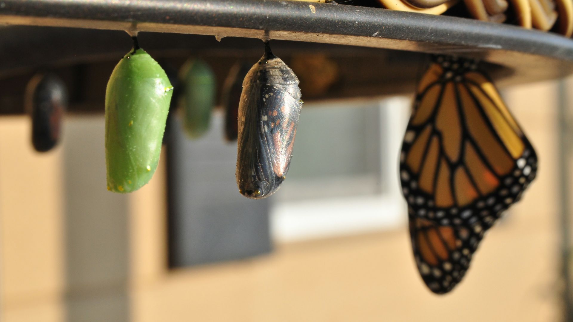 three pupas