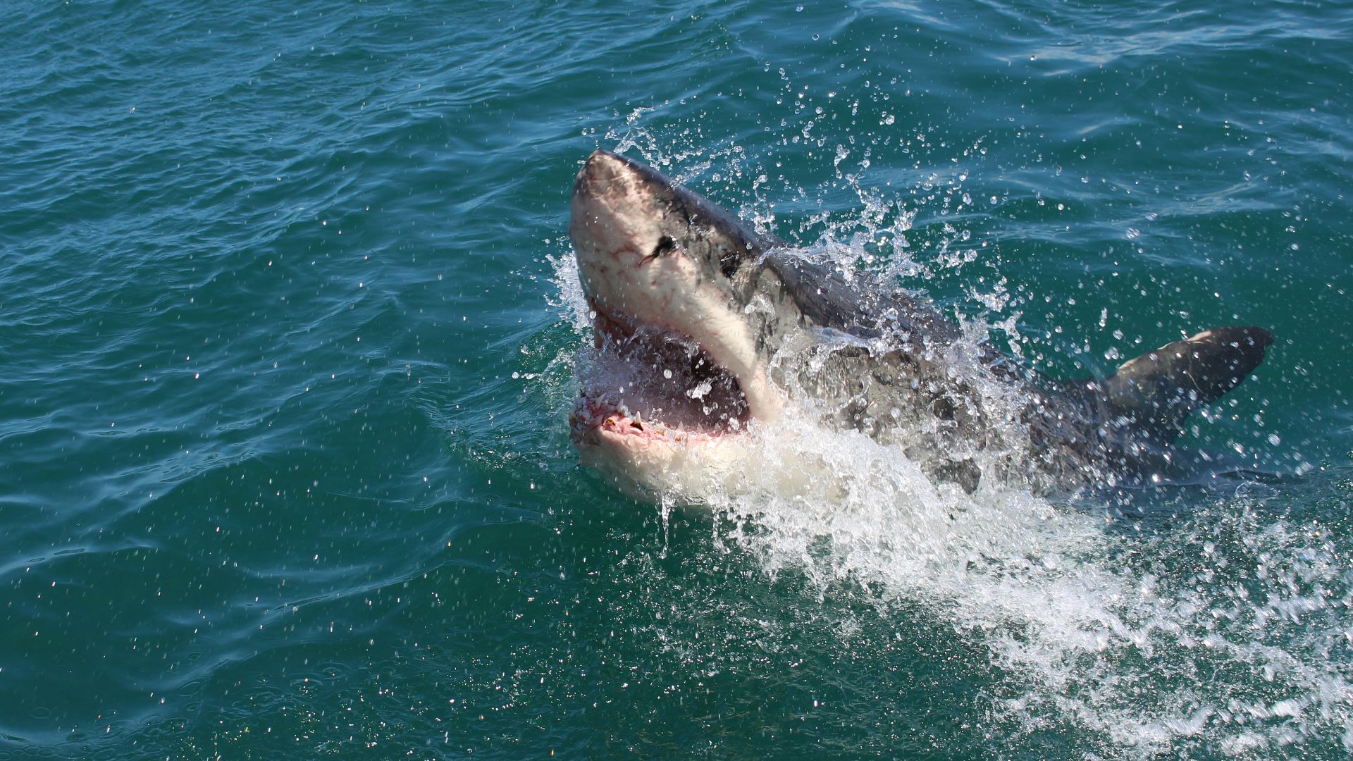 a great white shark with its mouth open in the water