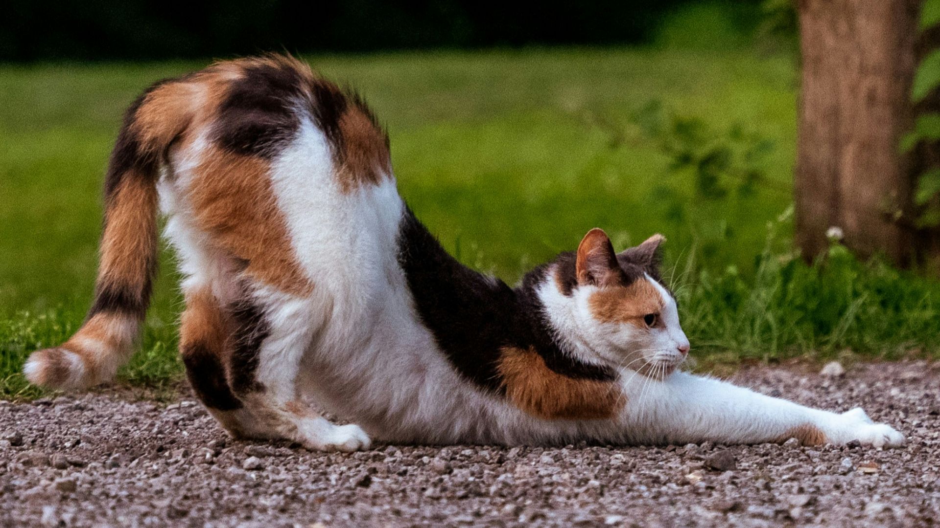a cat lying on the ground