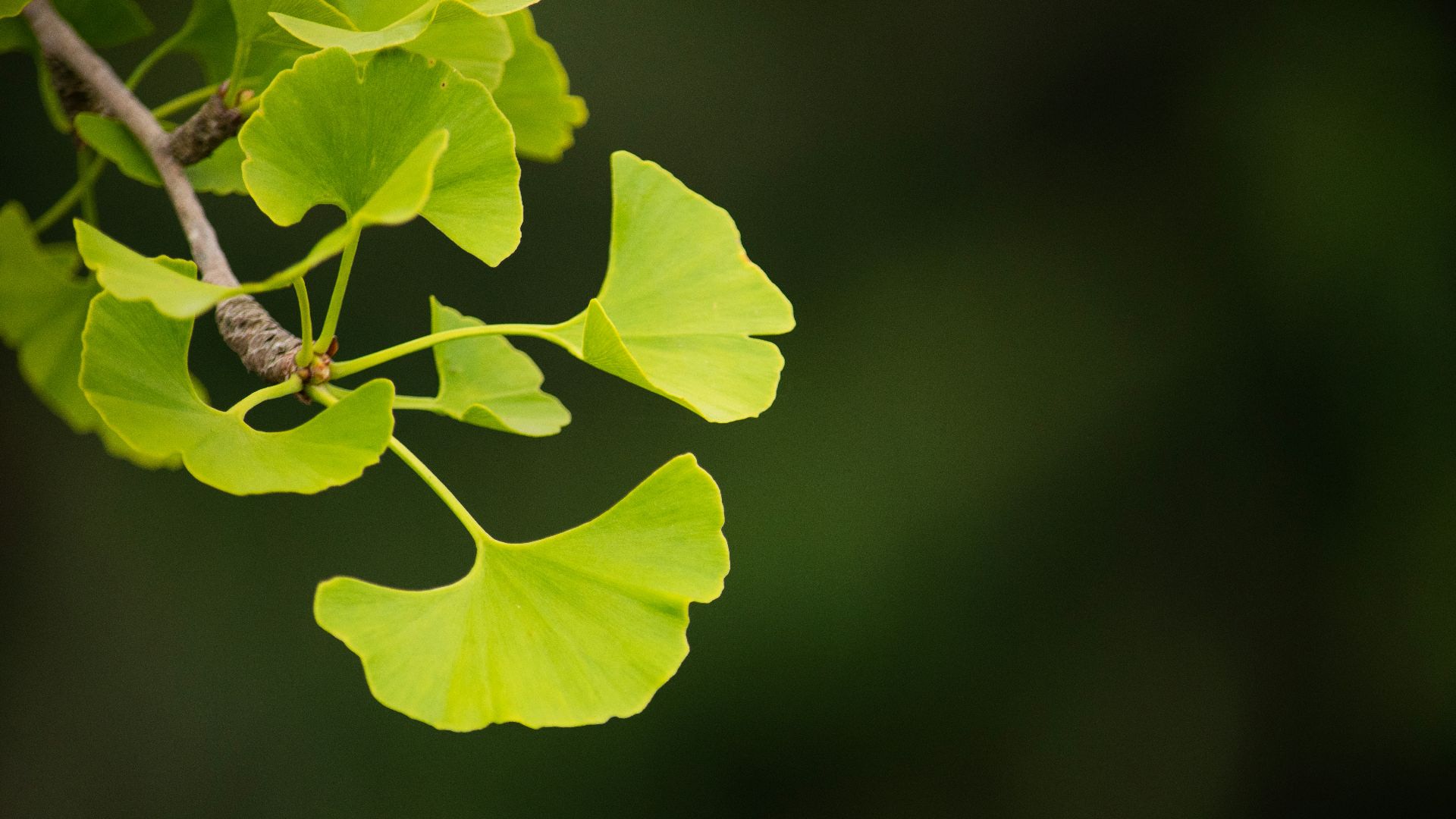 a close up of a leaf on a tree