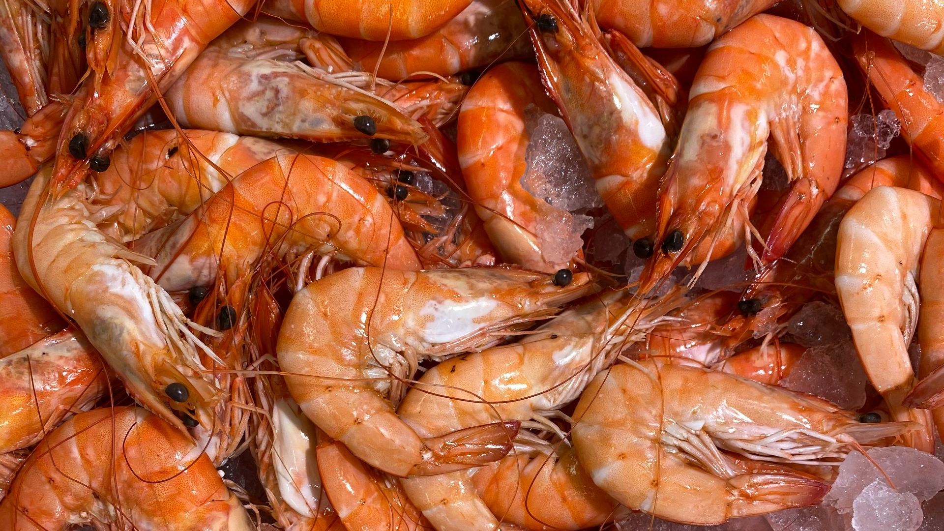 pile of shrimps