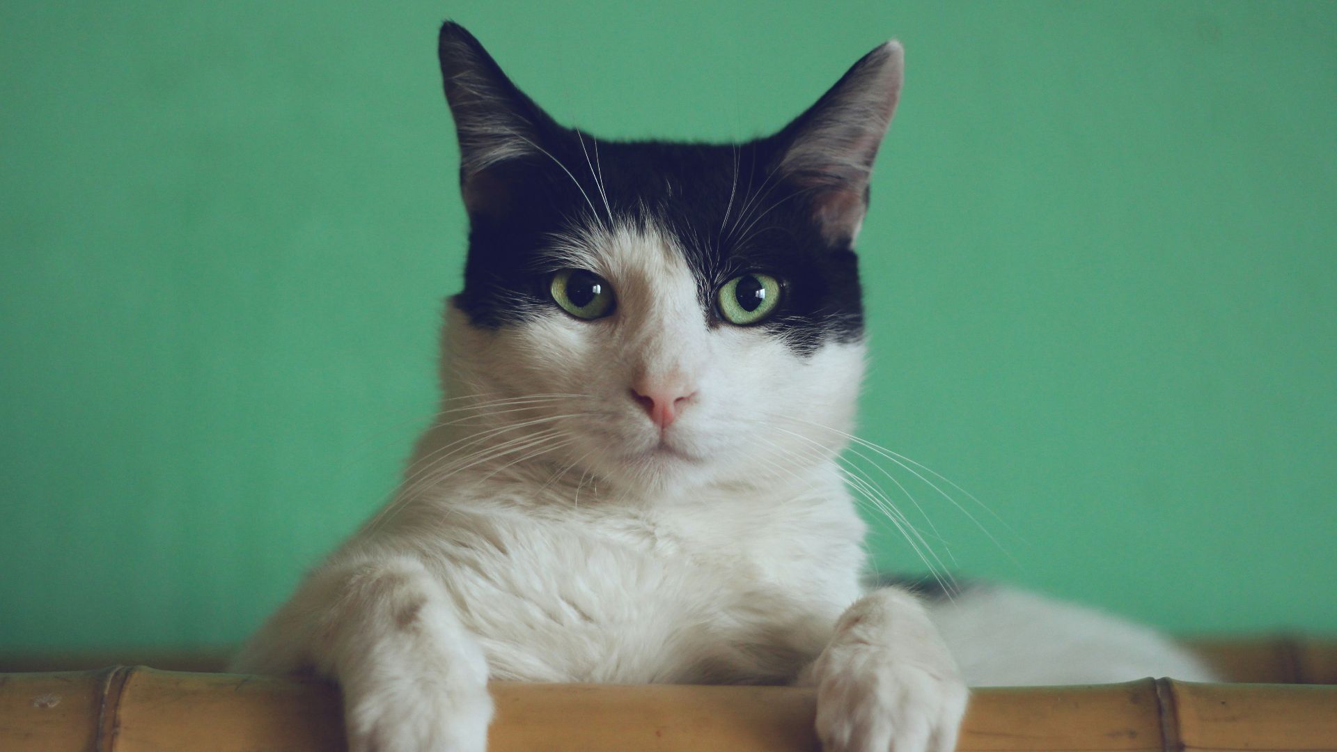 black and white cat lying on brown bamboo chair inside room