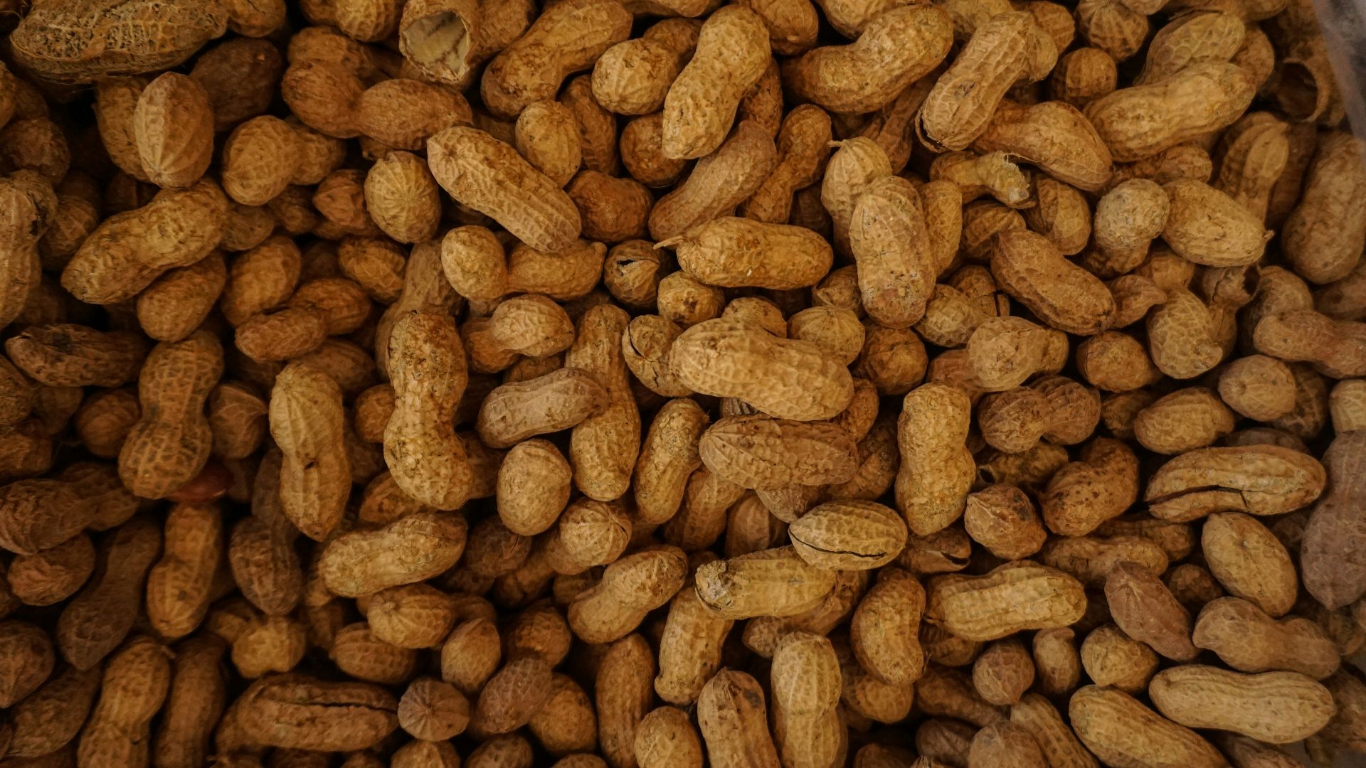 photography of brown nuts