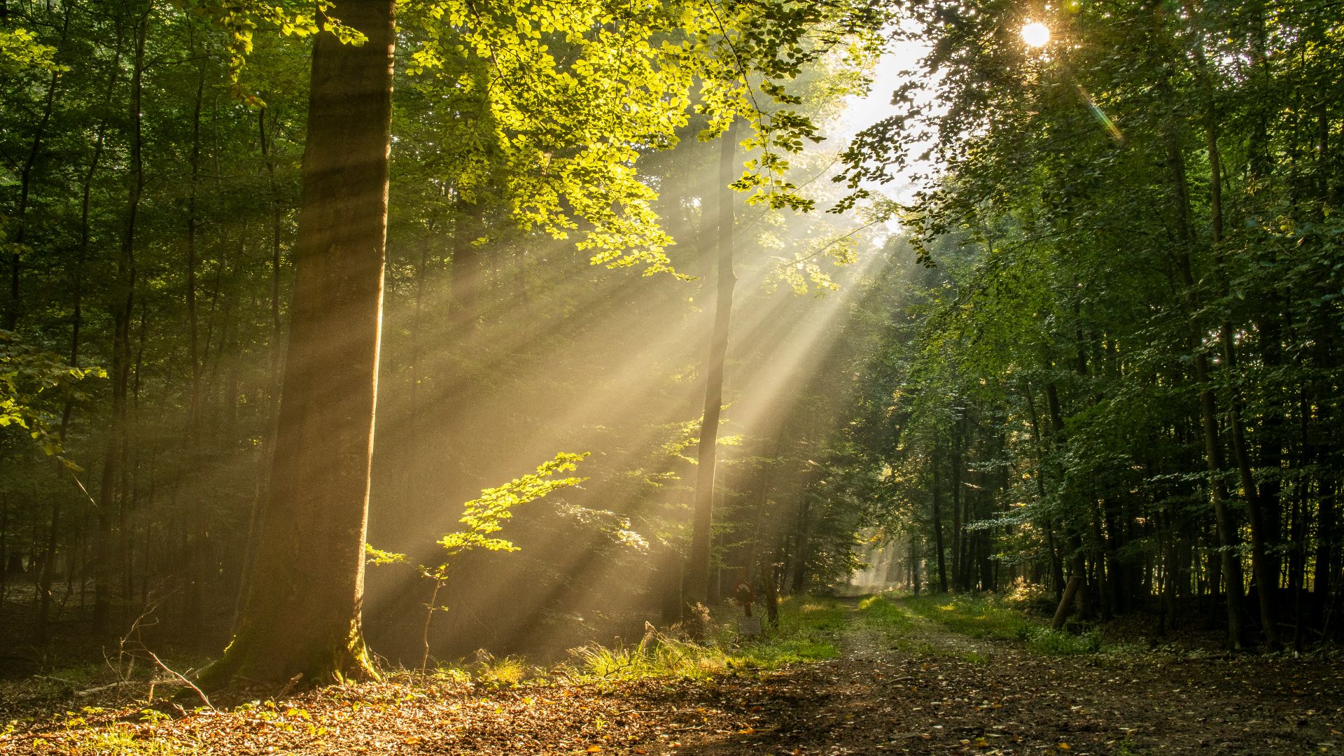green trees and brown dried leaves during daytime