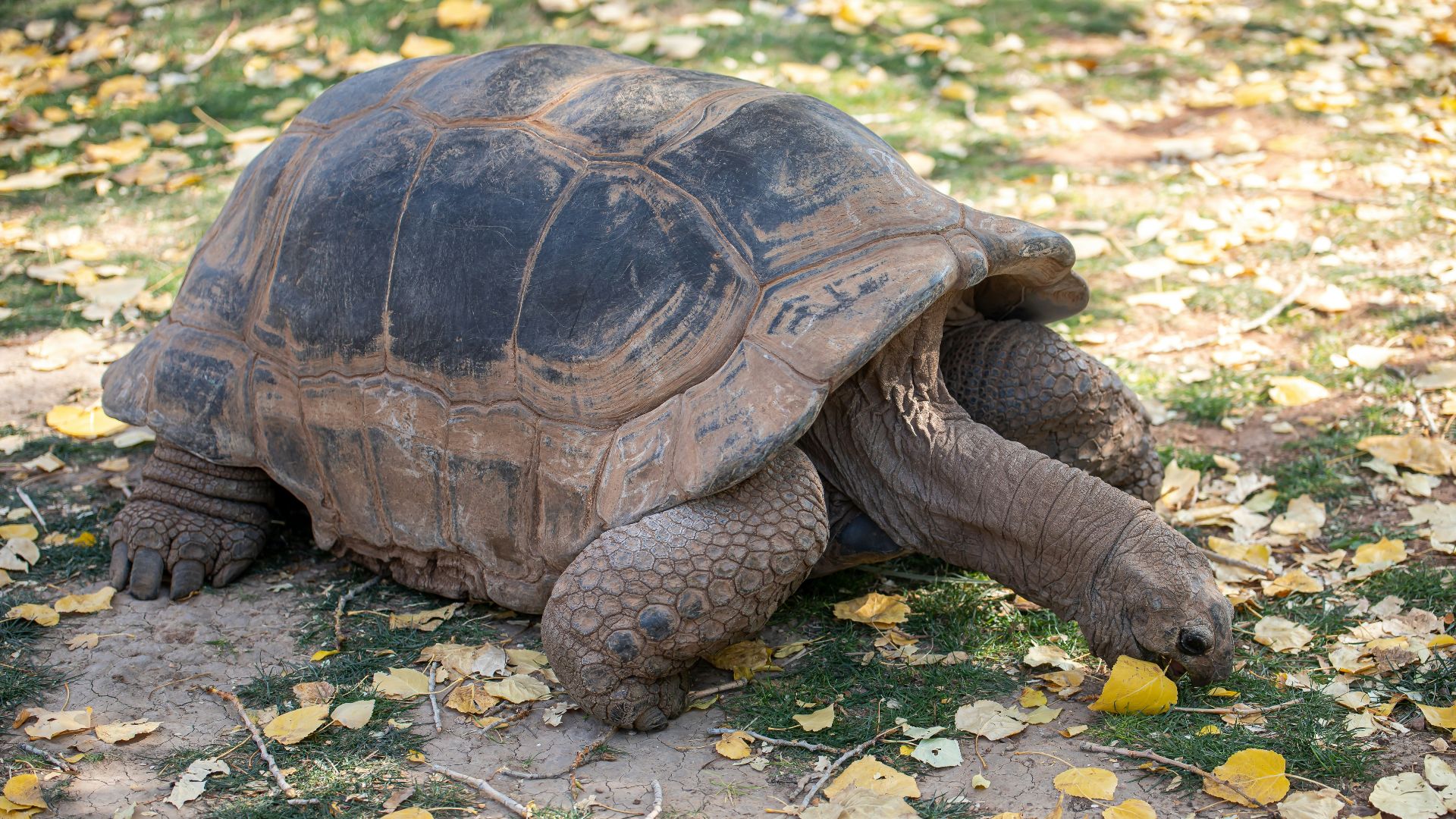 brown turtle on white and brown leaves