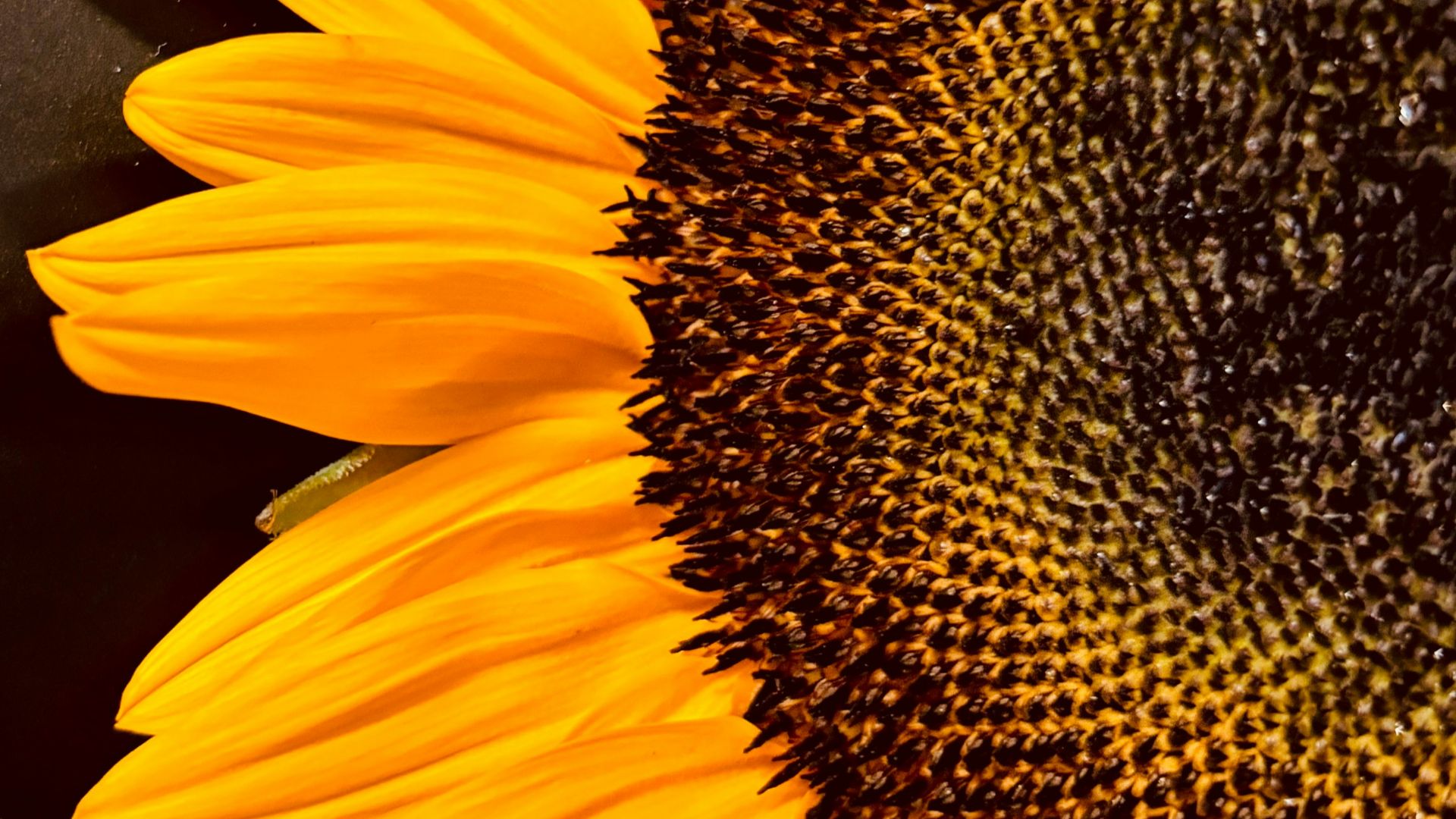 a large yellow sunflower with a black background