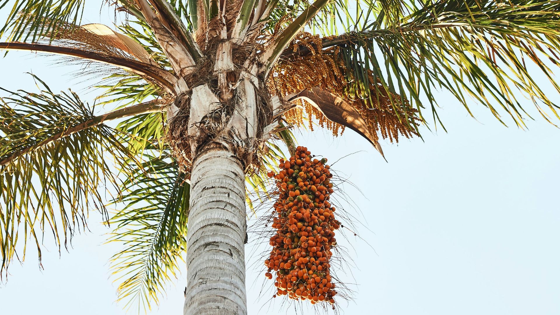 green palm tree under blue sky during daytime