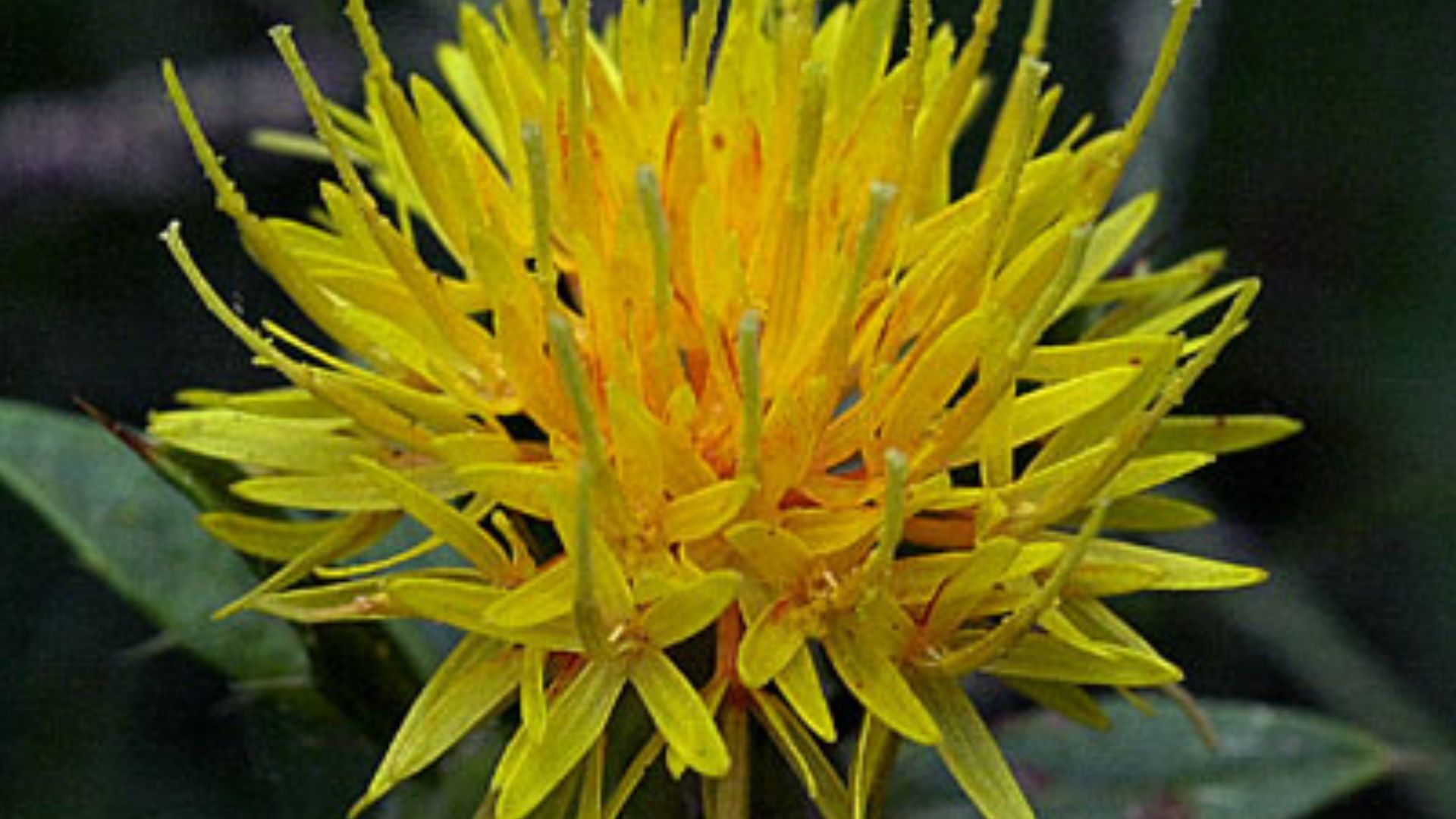 File:Safflower.jpg