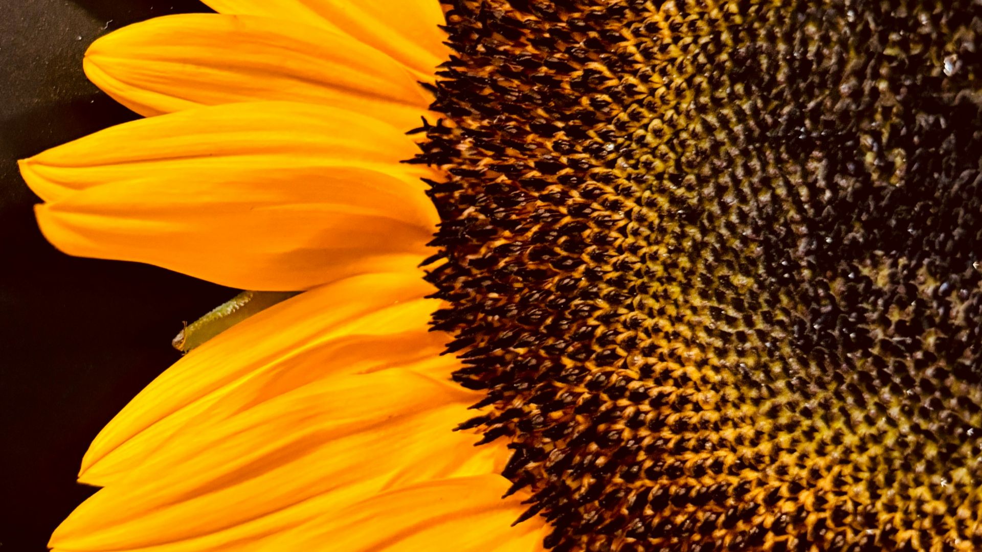 a large yellow sunflower with a black background