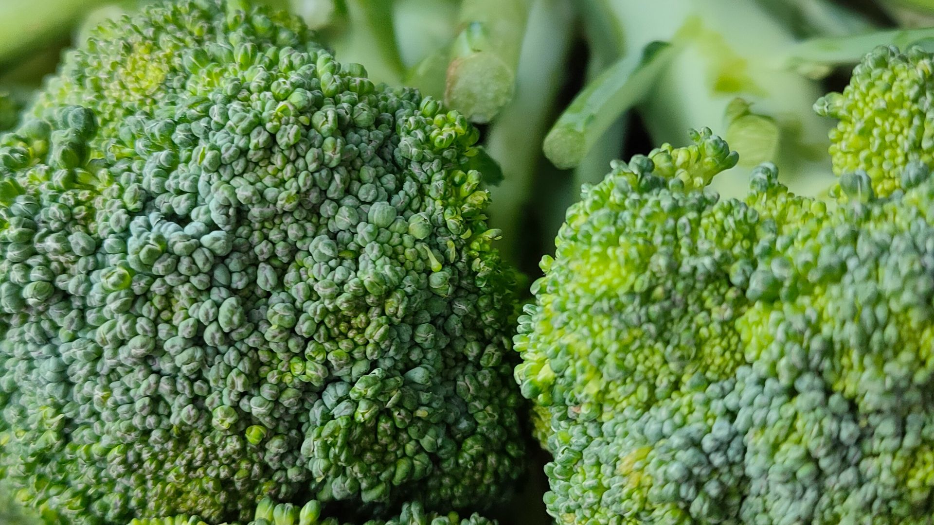 green broccoli in close up photography