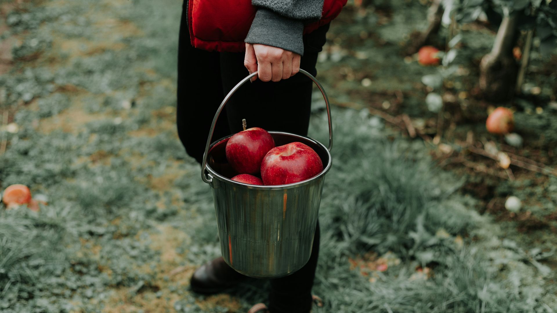 person holding bucket of apple fruits