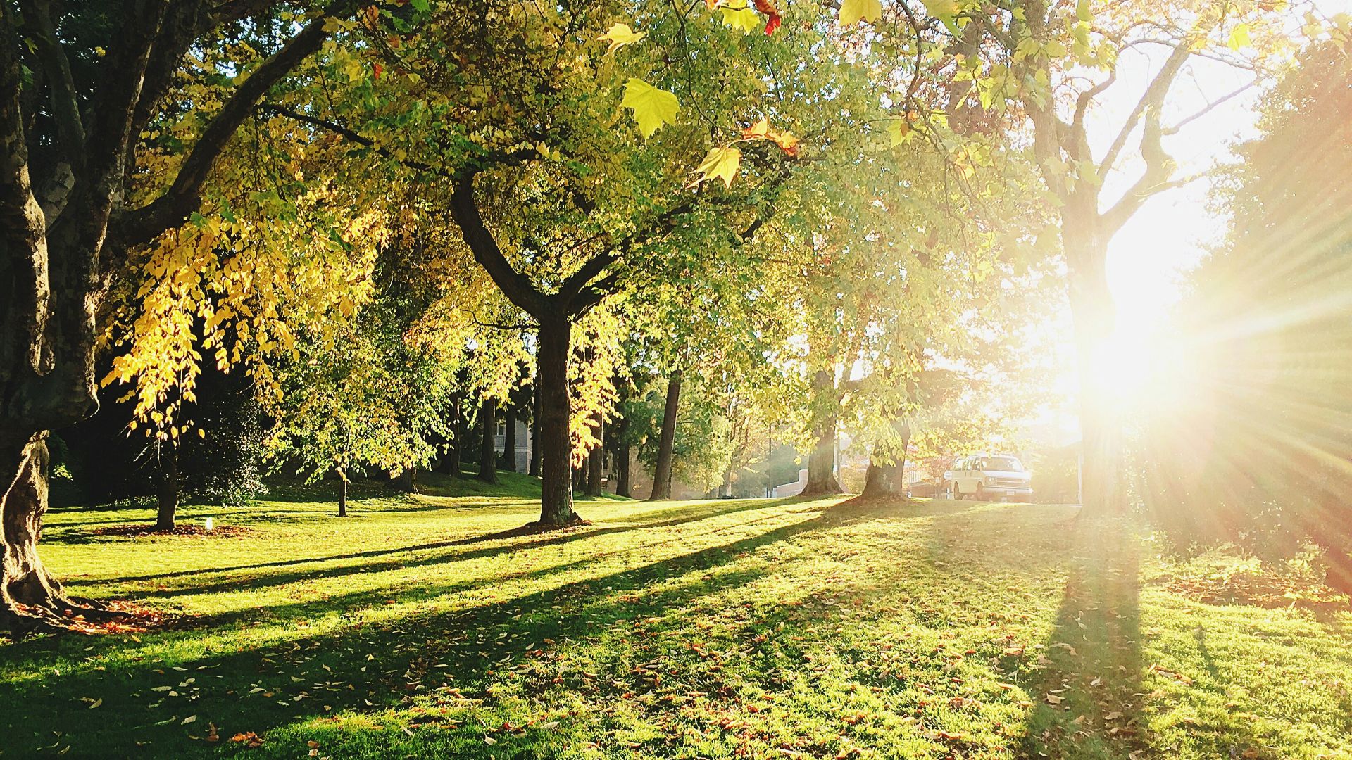 green trees during daytime
