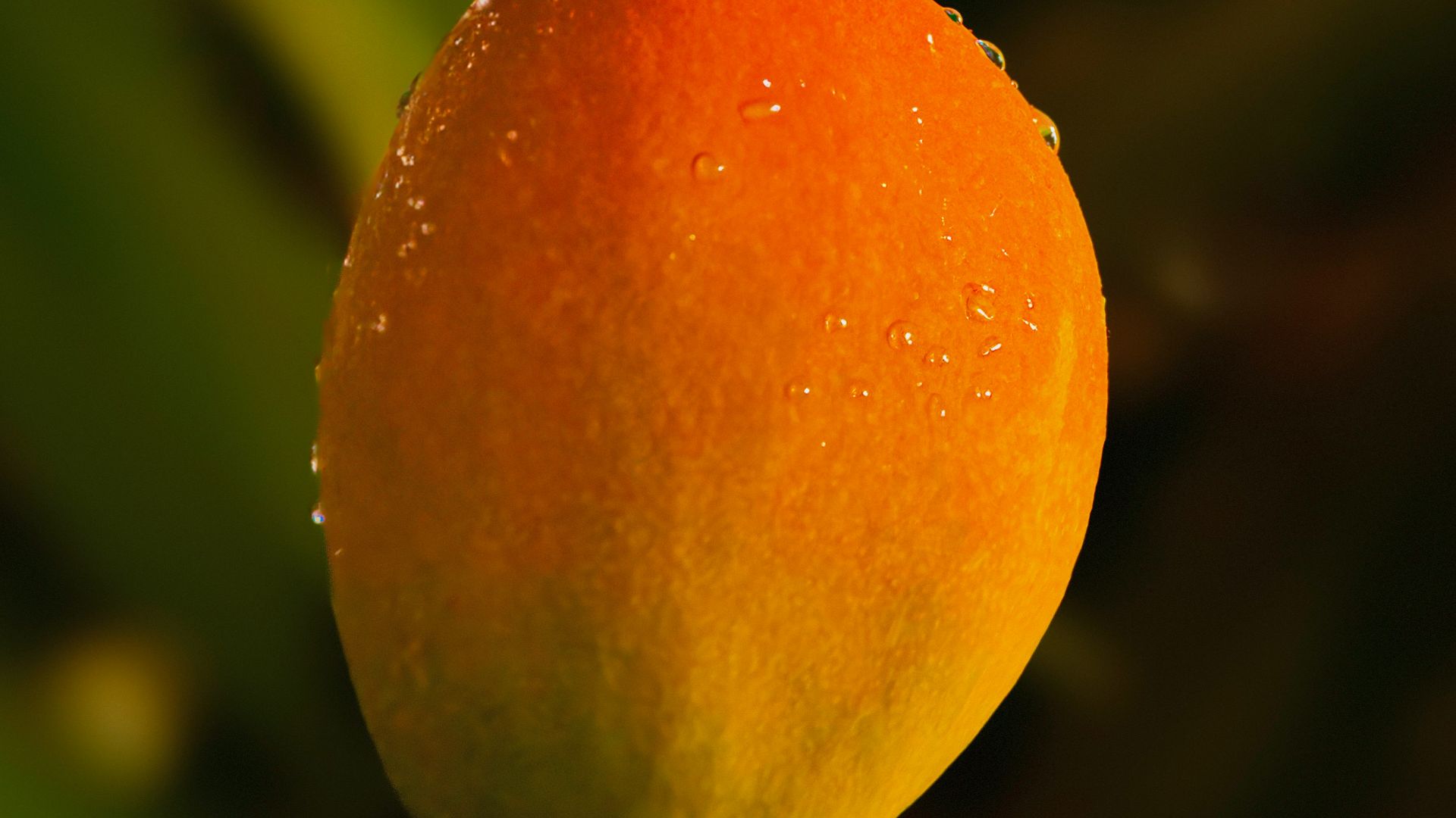 179330243566bb2cce7f8c09f035b970d806ca817dc7c770d5.jpg