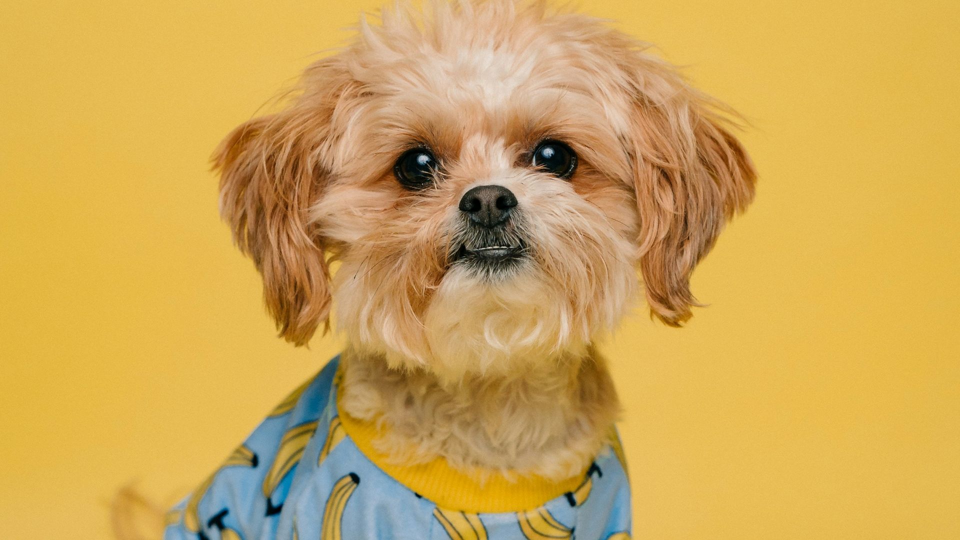 white and brown long coated small dog wearing blue and white polka dot shirt