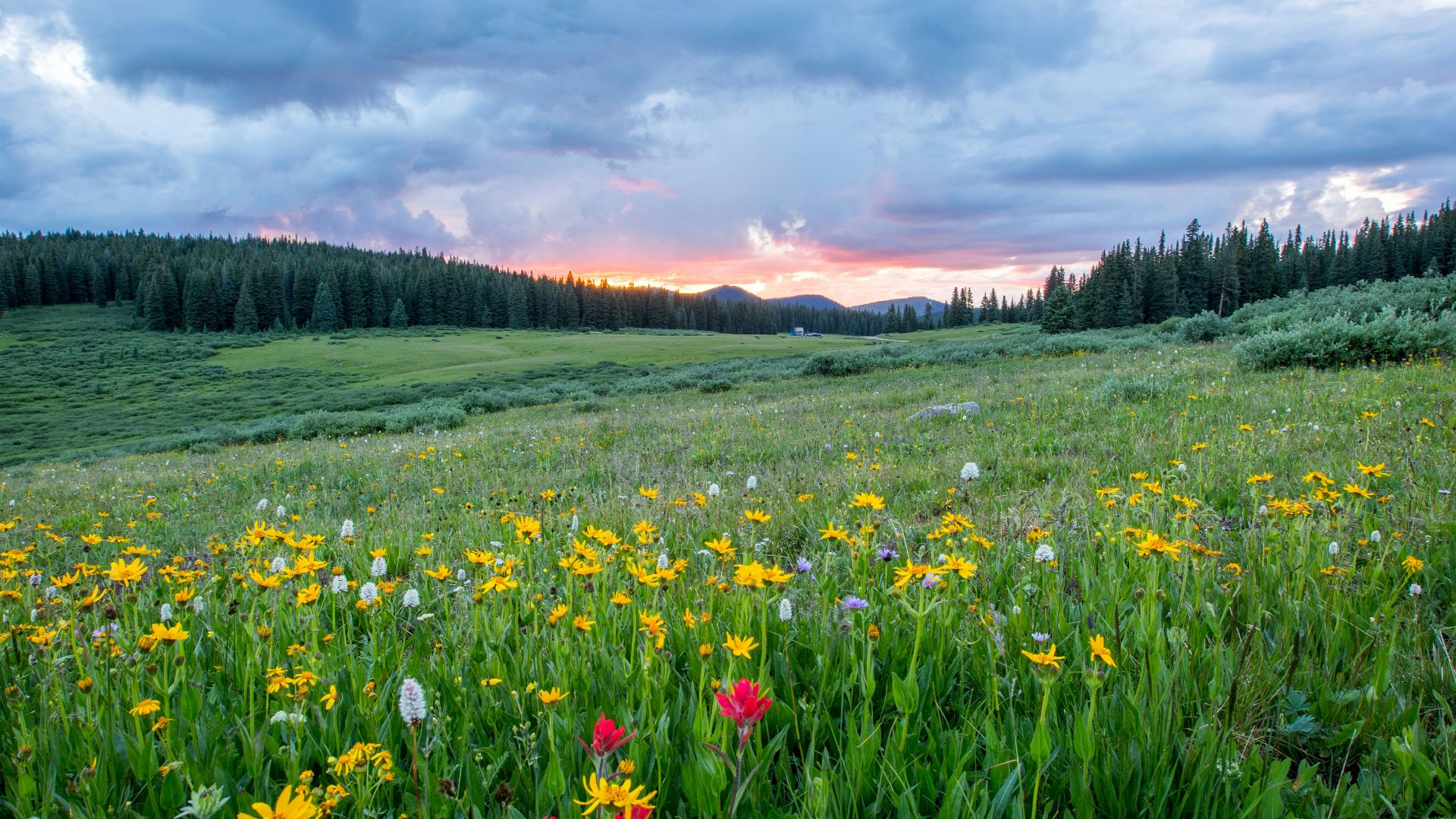 aerial photography of flowers at daytime