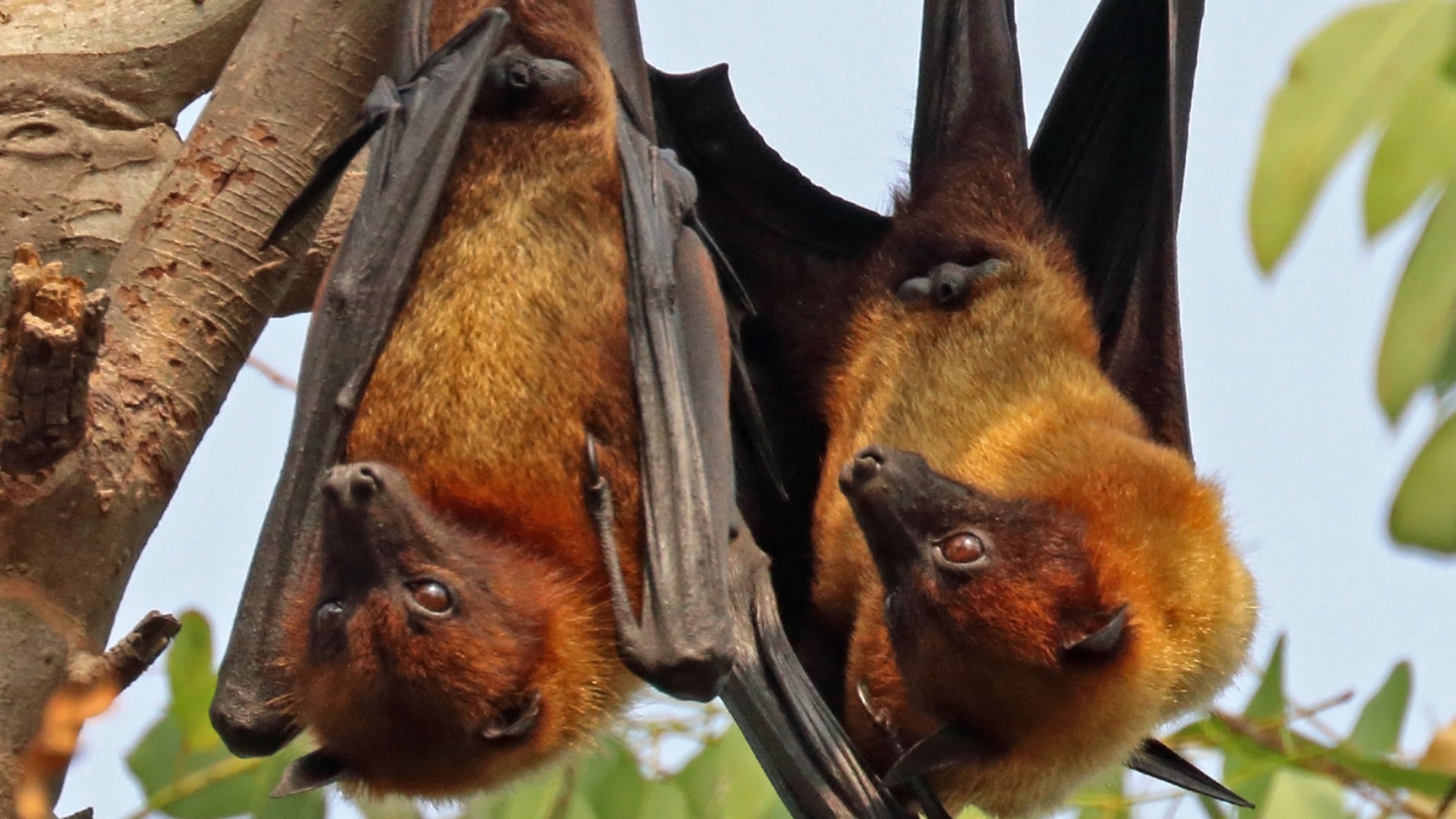 File:Indian flying foxes (Pteropus giganteus giganteus).jpg