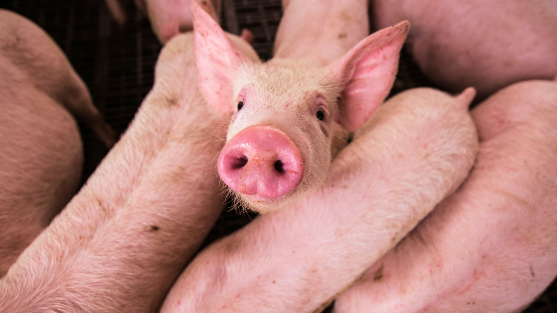 pink pig on brown wooden cage
