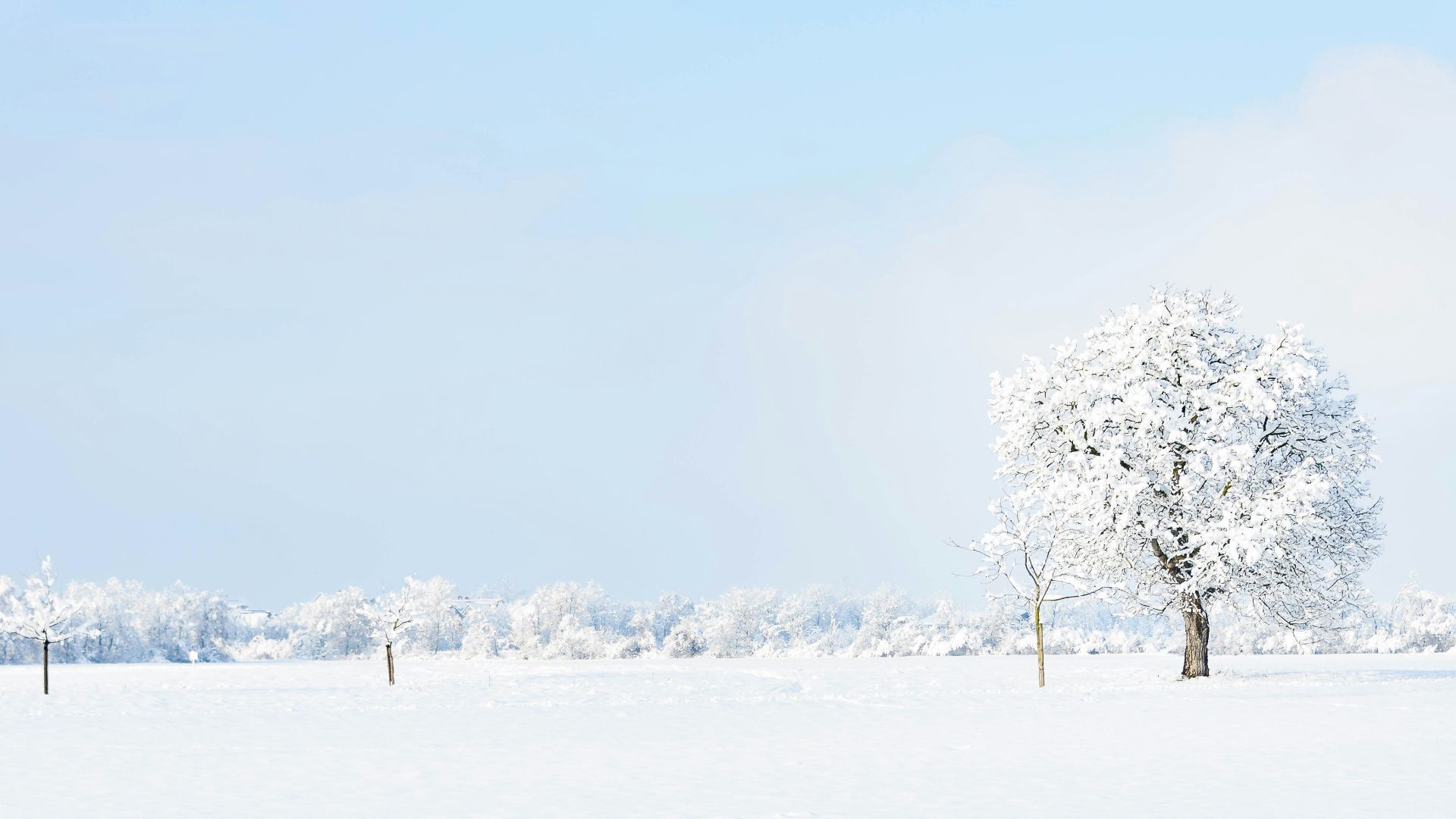 white tree on snow covered ground during daytime