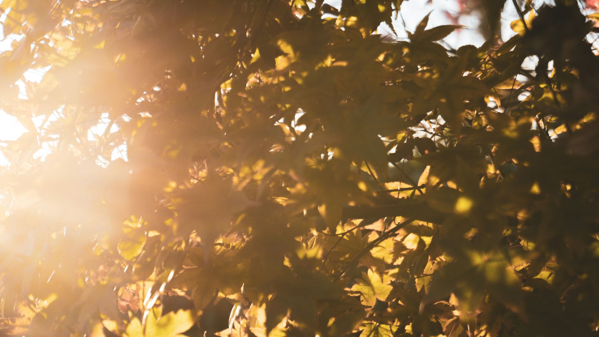 sun setting over the green and brown leaves