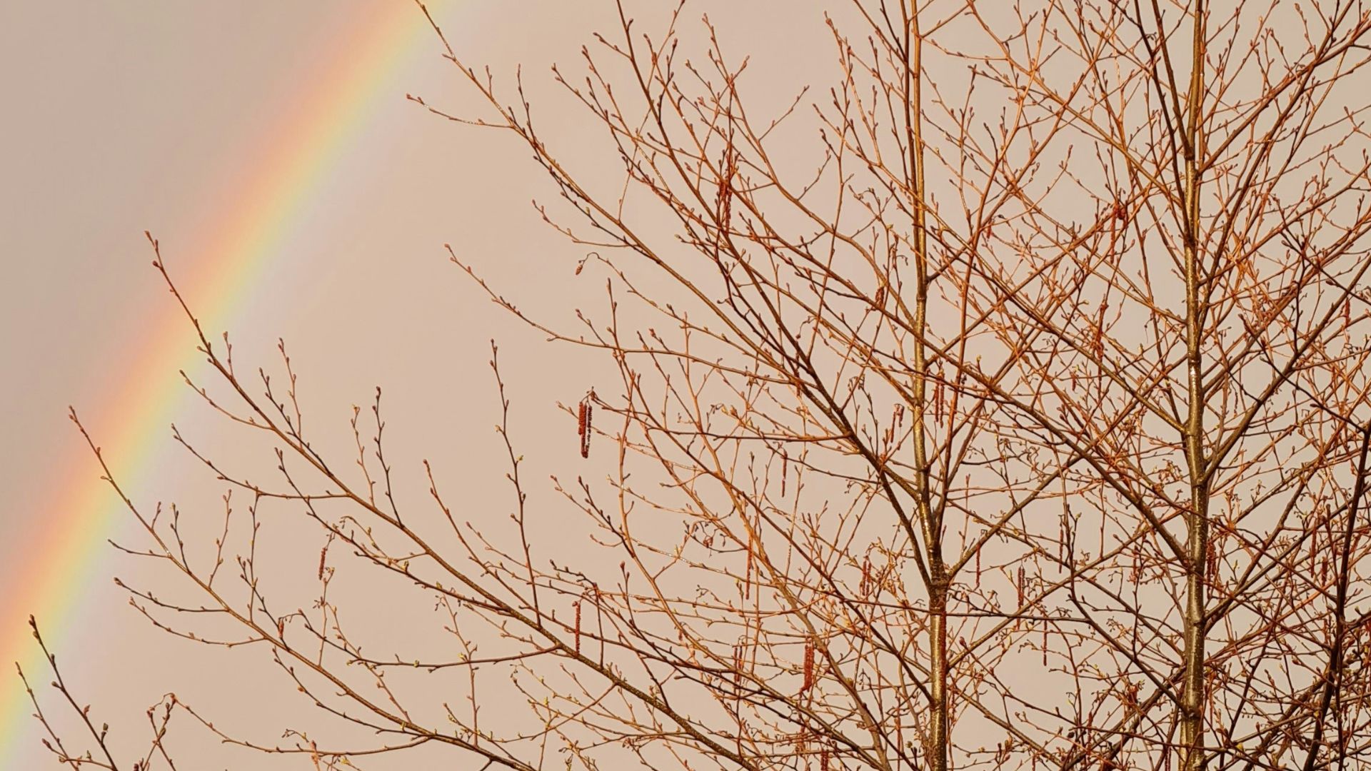 a rainbow in the sky over a tree with no leaves